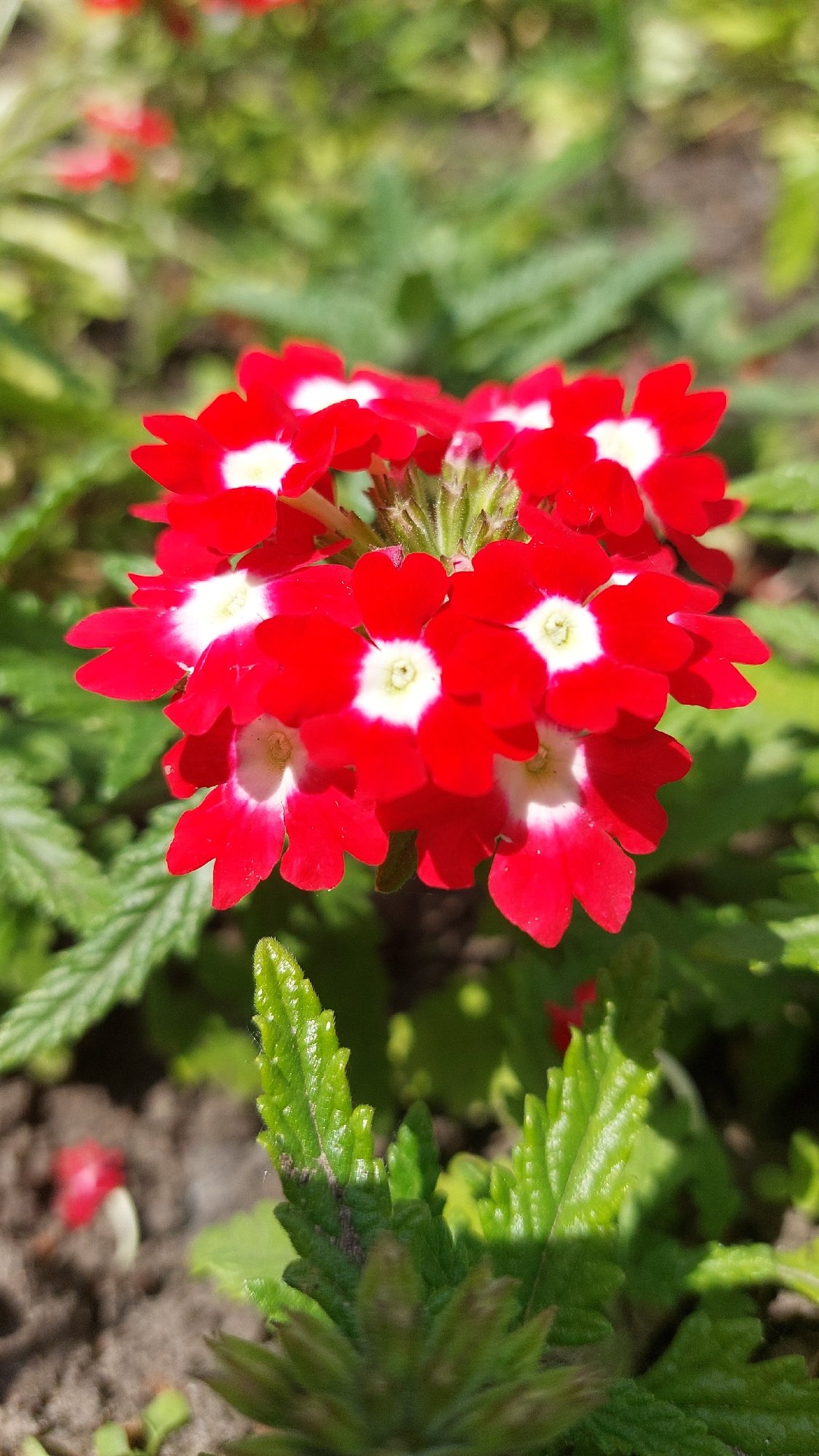 Nature photography session documents forest walk with wildflowers, trees