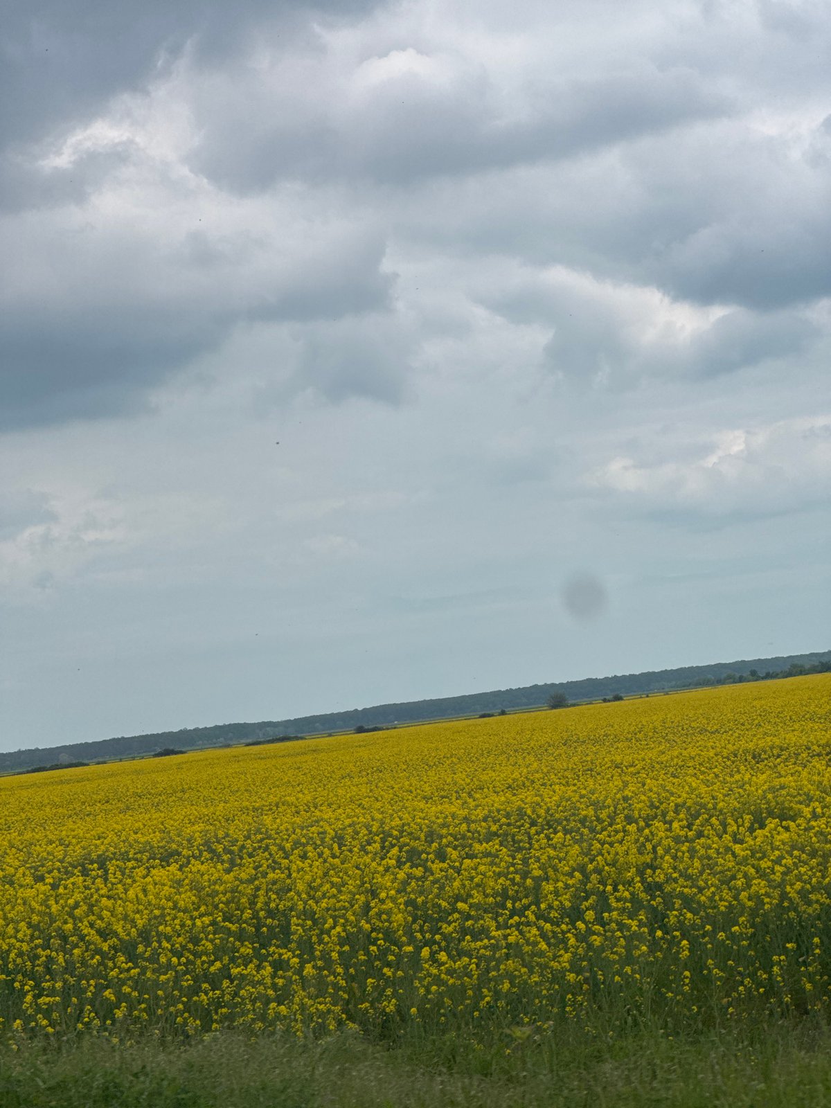 Spring Day Captures: Flowering Fields, Playing Puppies, Blooming Trees