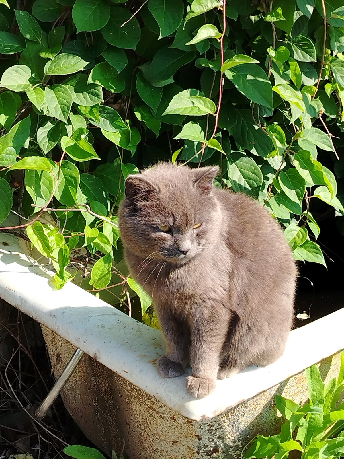 Grey cat and fresh flowers, a quiet domestic hour