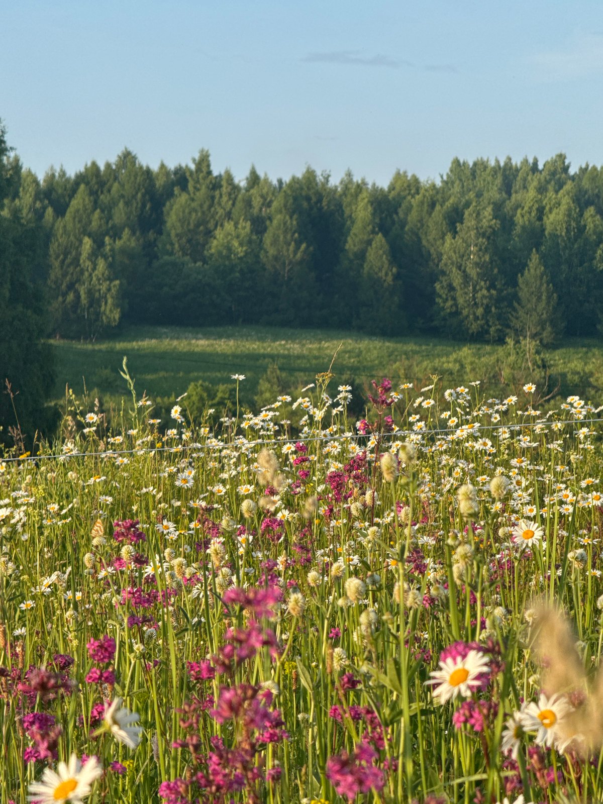 Wildflower meadow exploration in Старое Шигалеево
