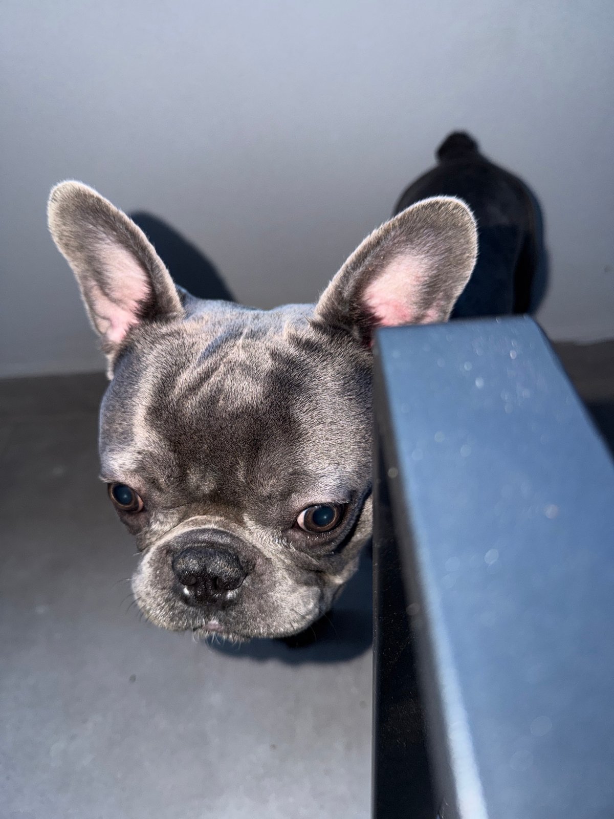 Pet owner documents French bulldog during evening in Ruse, Bulgaria