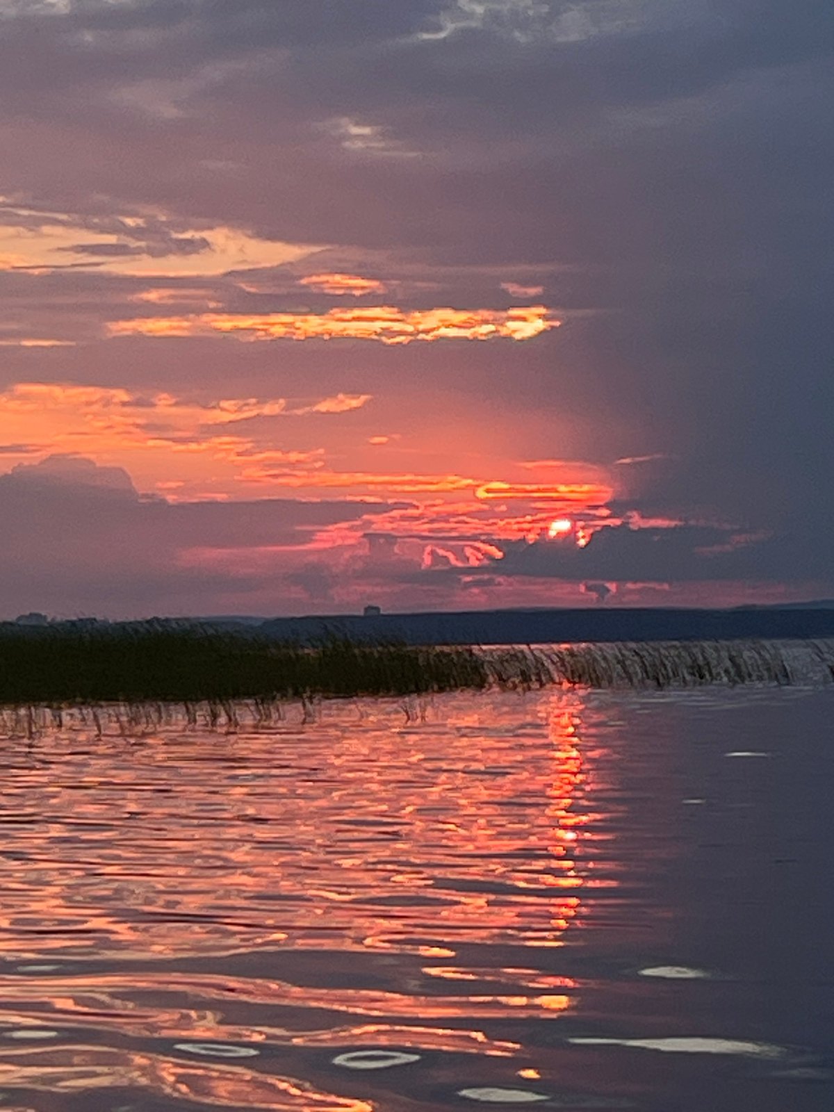 Cozy afternoon with Chihuahua, peonies, and Kama River sunset