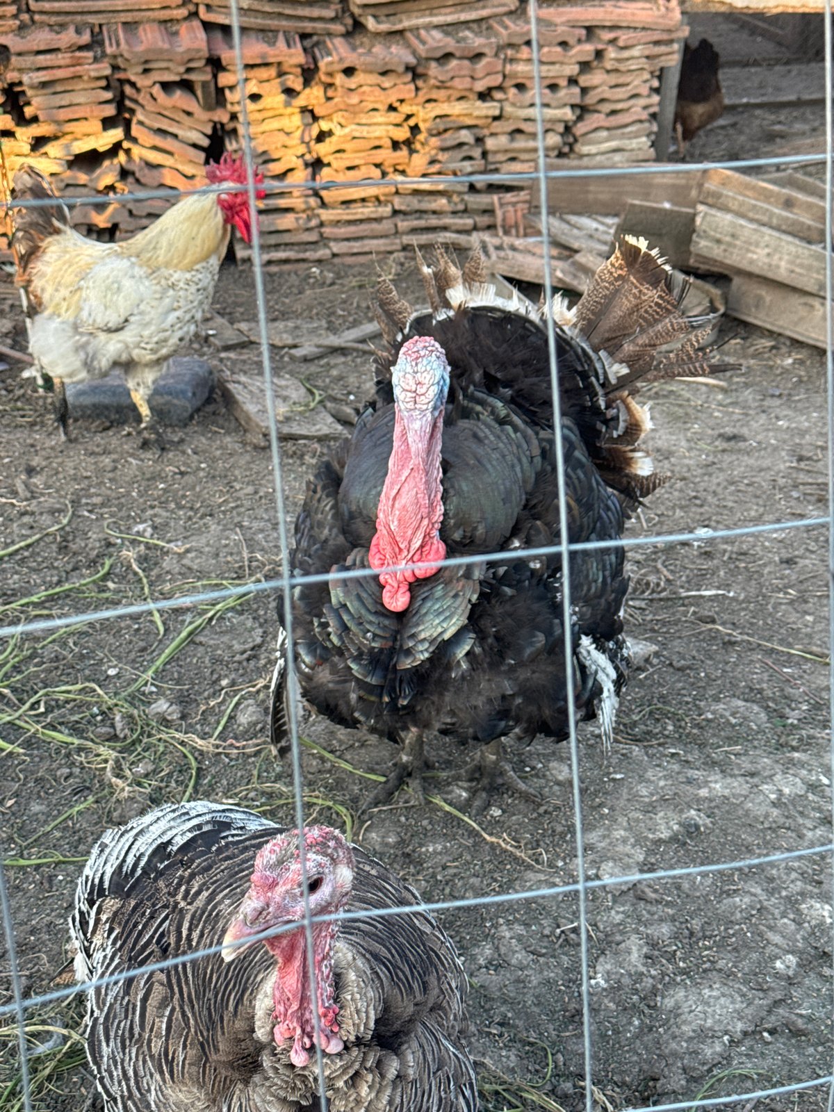 Rural farm documented in Sarnevo: poultry, gardens, daily life