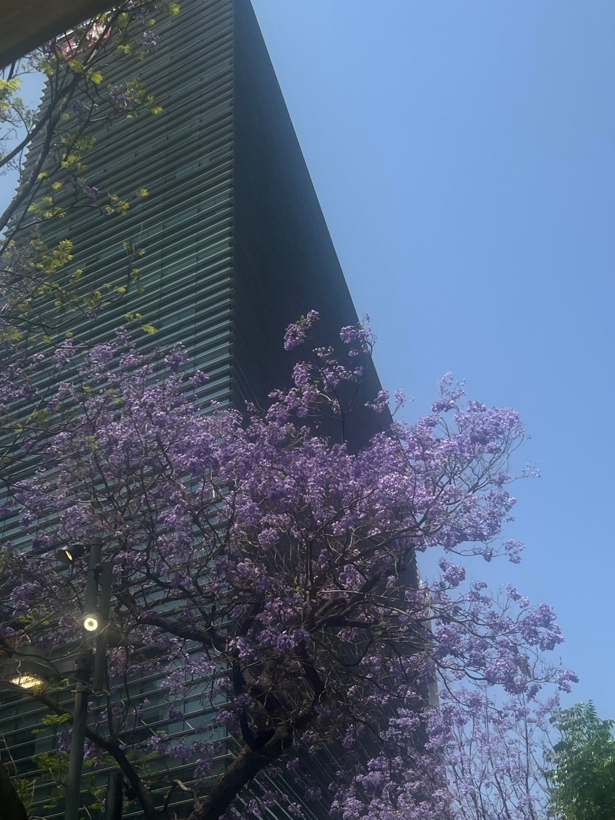 Spring afternoon in Mexico City: café, street music, blooming jacarandas