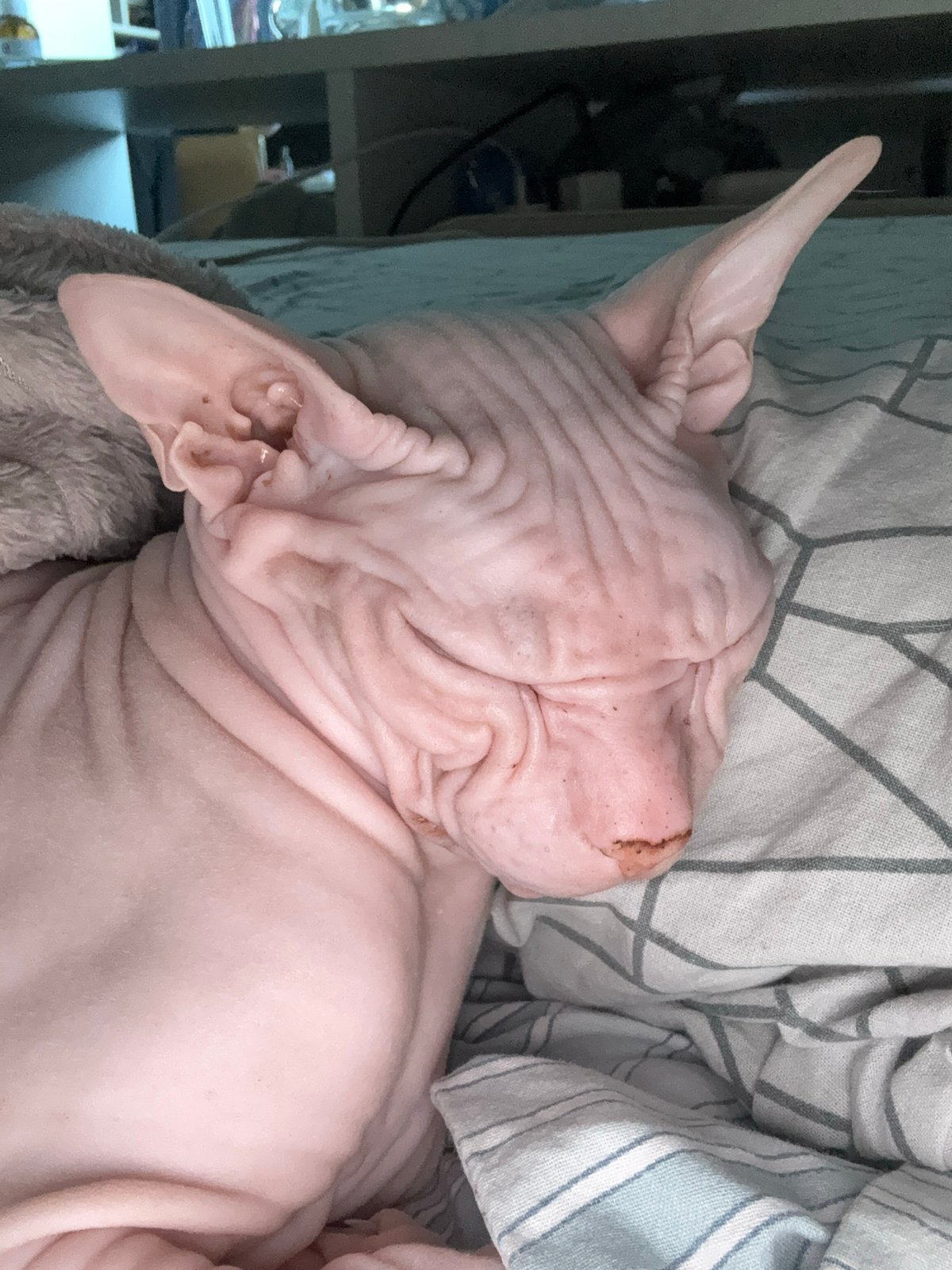 Sphynx cat photographed sleeping on striped bedding in Krasnoyarsk