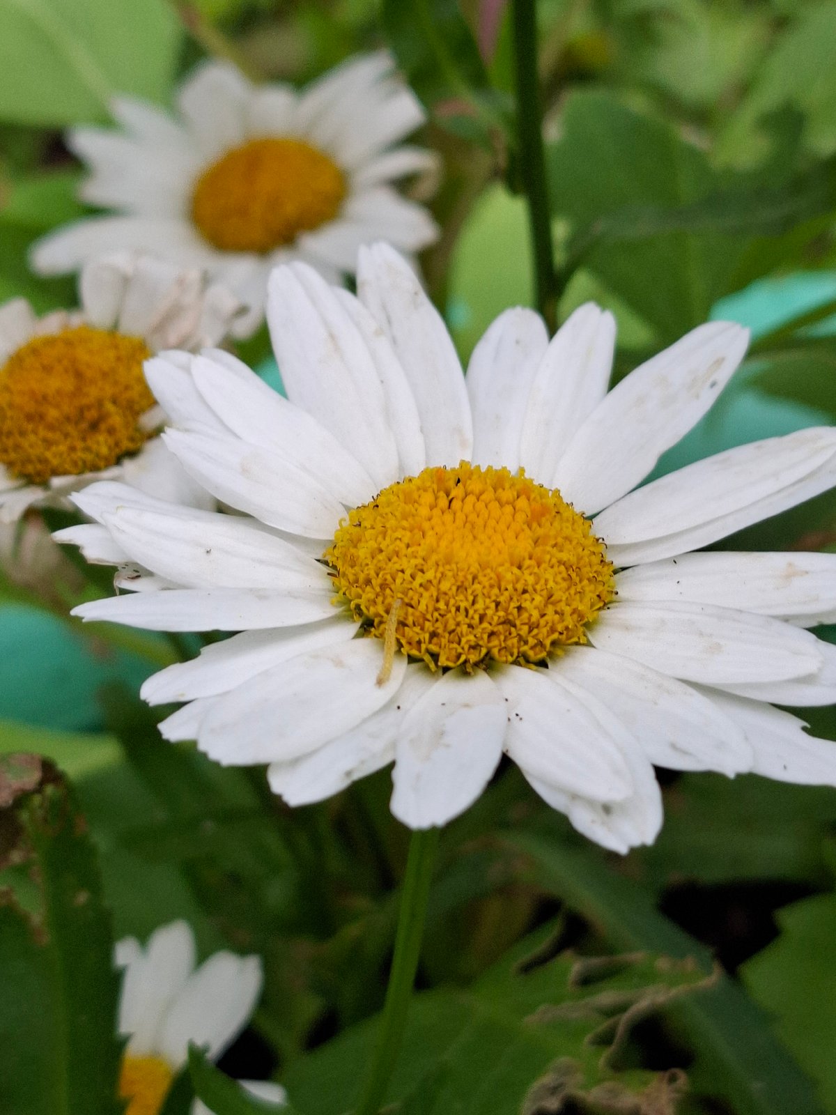Summer afternoon: garden close-ups and casual street life
