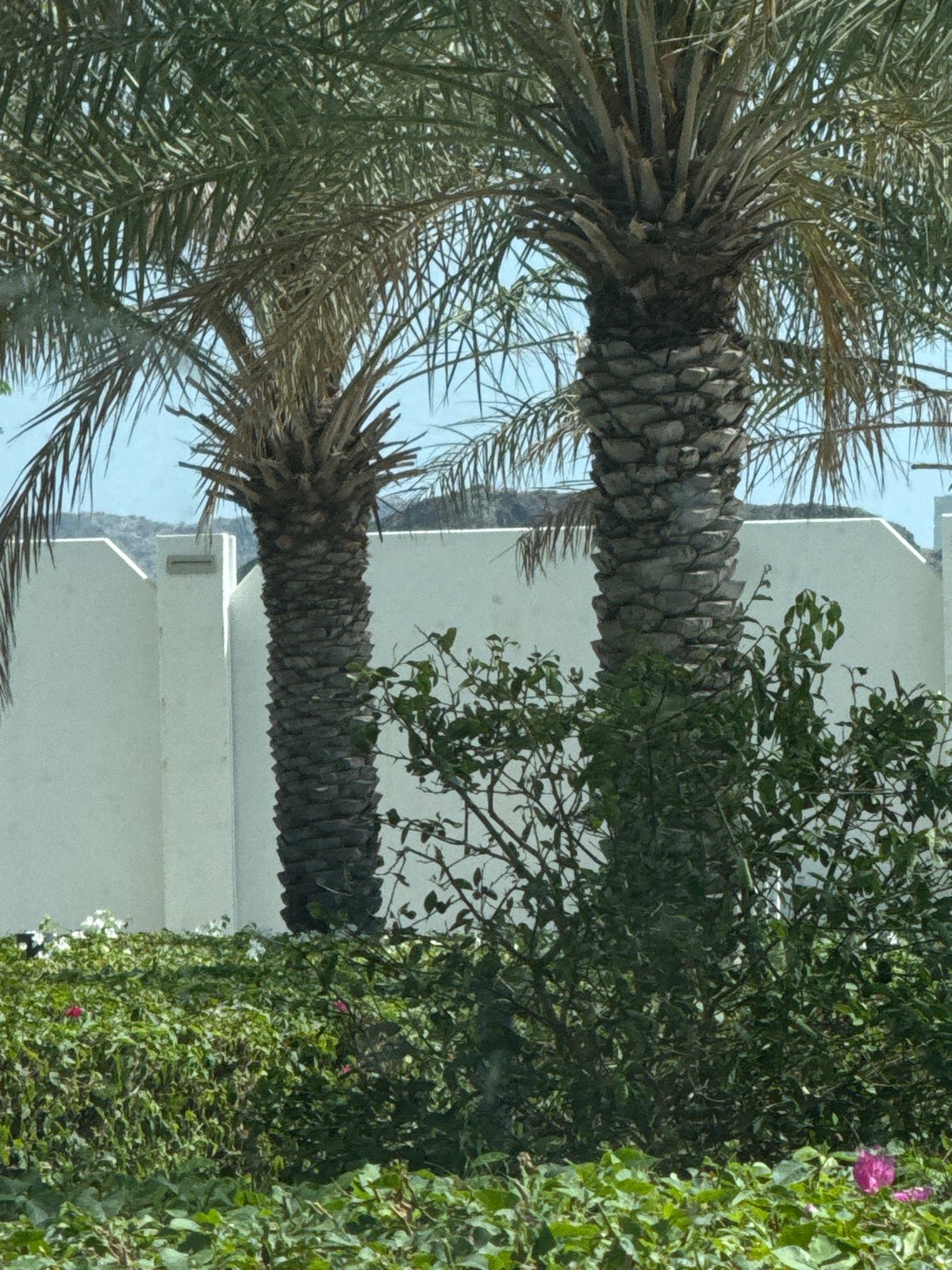 Two palm trees observed against white wall backdrop
