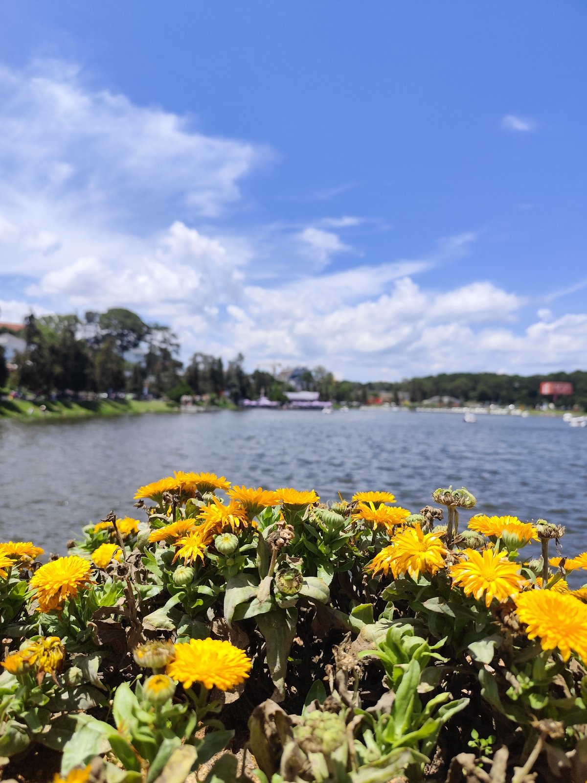 Sunny morning scenes captured in Da Lat, Vietnam gardens and lake