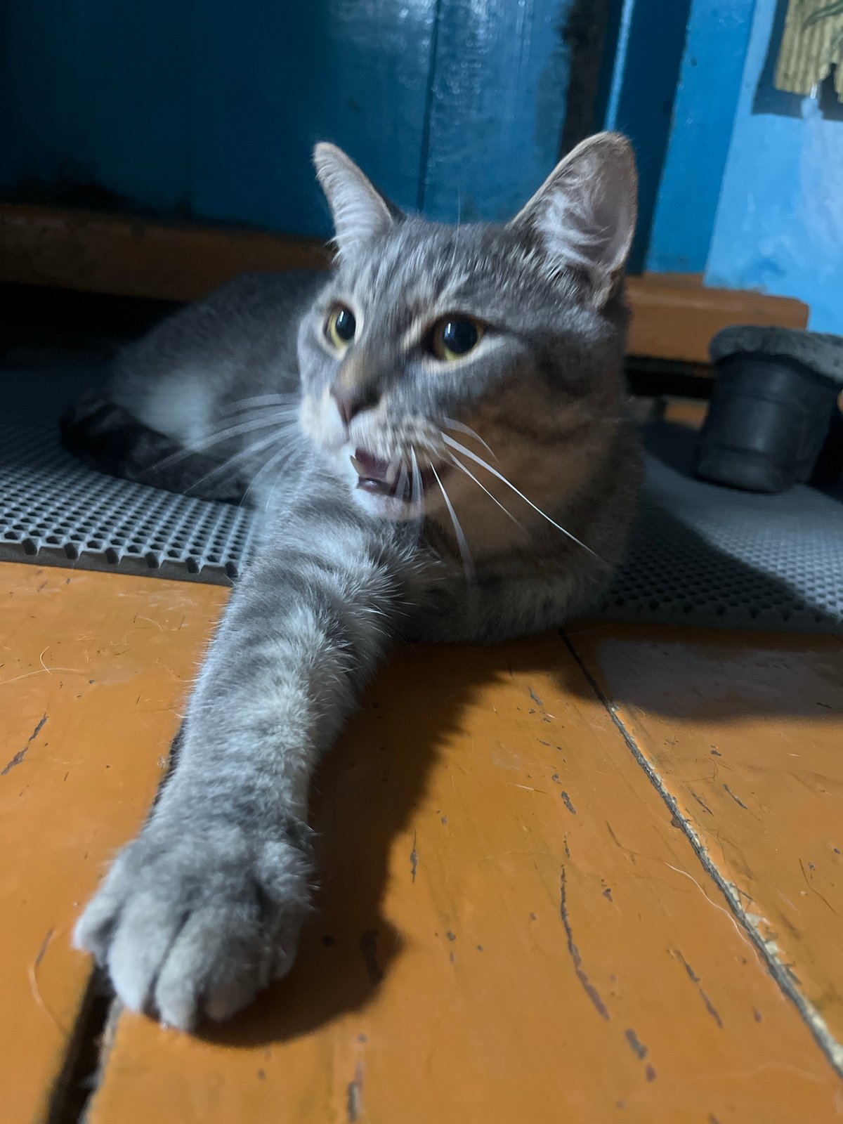 Pets rest peacefully indoors in Nizhny Tagil home