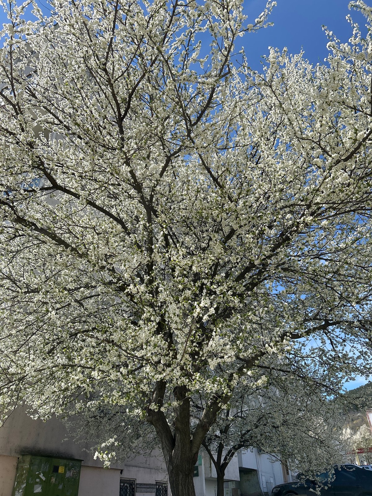 Blooming white tree observed in urban Shumen, Bulgaria