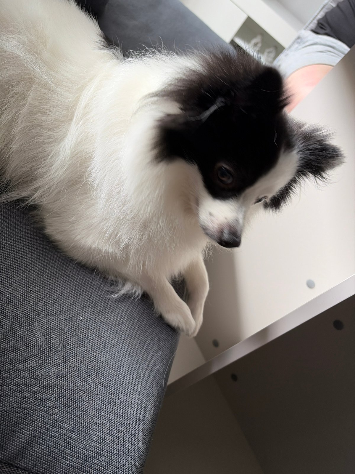 Afternoon domestic life with fluffy dog documented in Stara Zagora
