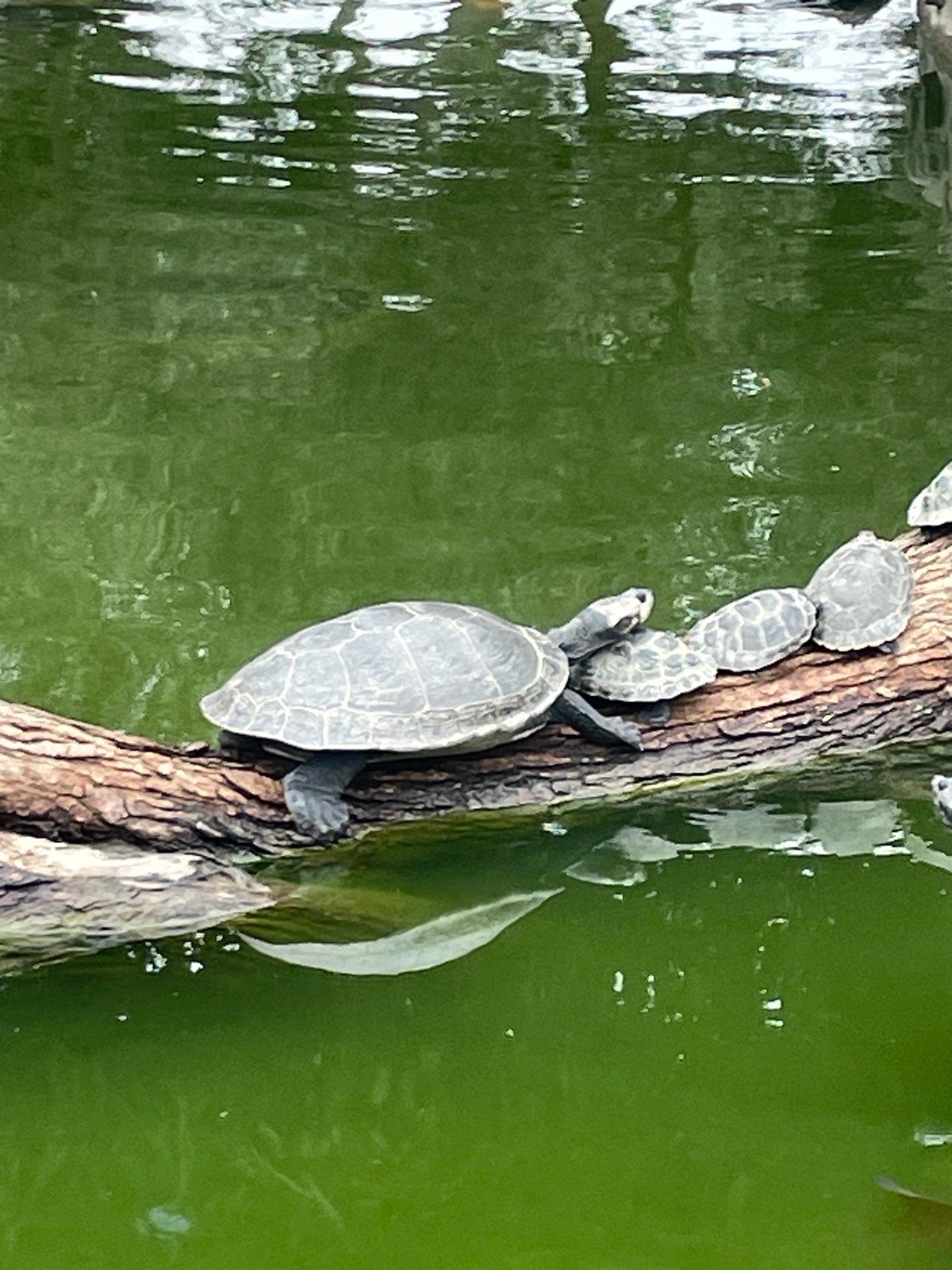 Turtles, koi, and a squirrel at a San Isidro park pond