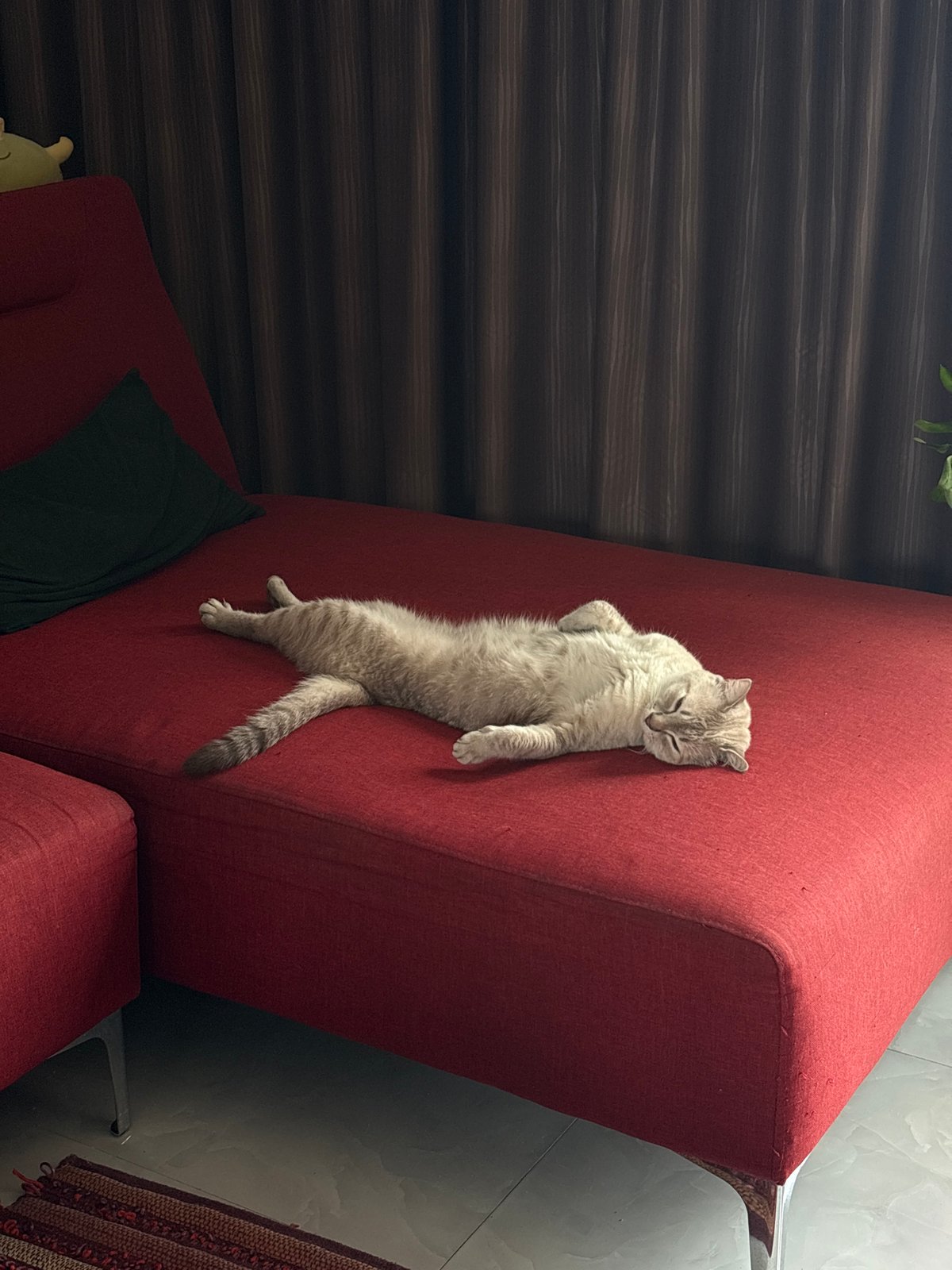 Grey cat sleeps vertically on red armchair in Thailand