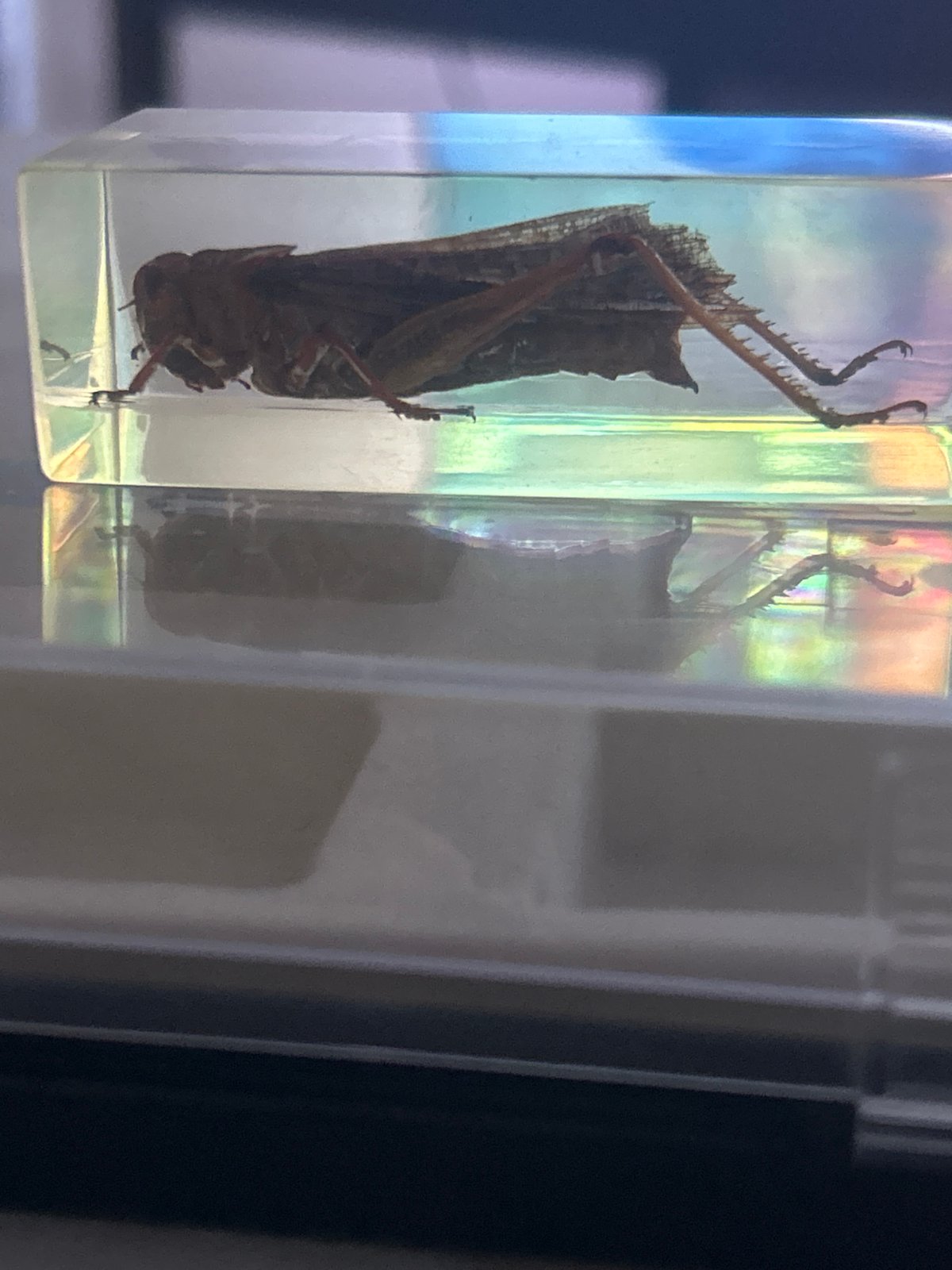 Preserved insects and scorpion specimens documented in Pleven, Bulgaria