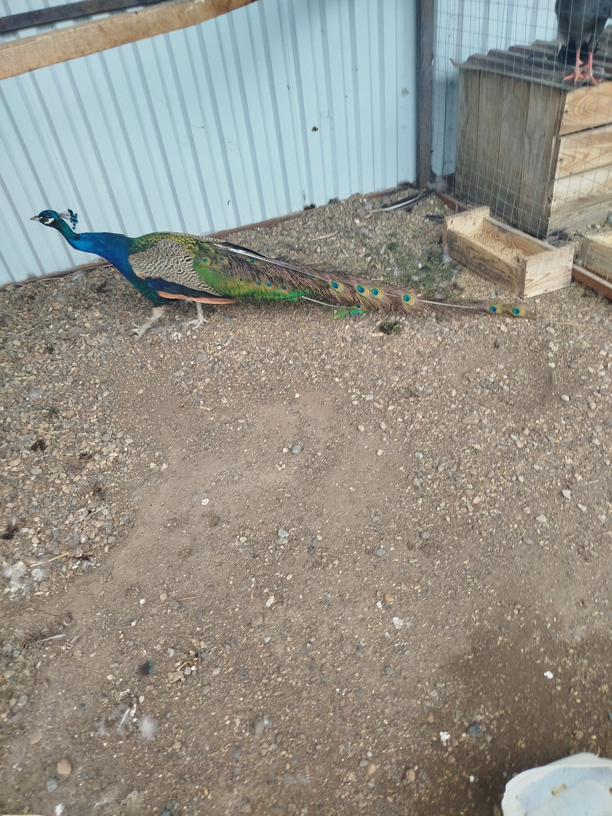 Peacock with full plumage near a rustic outdoor structure in Kemerovo