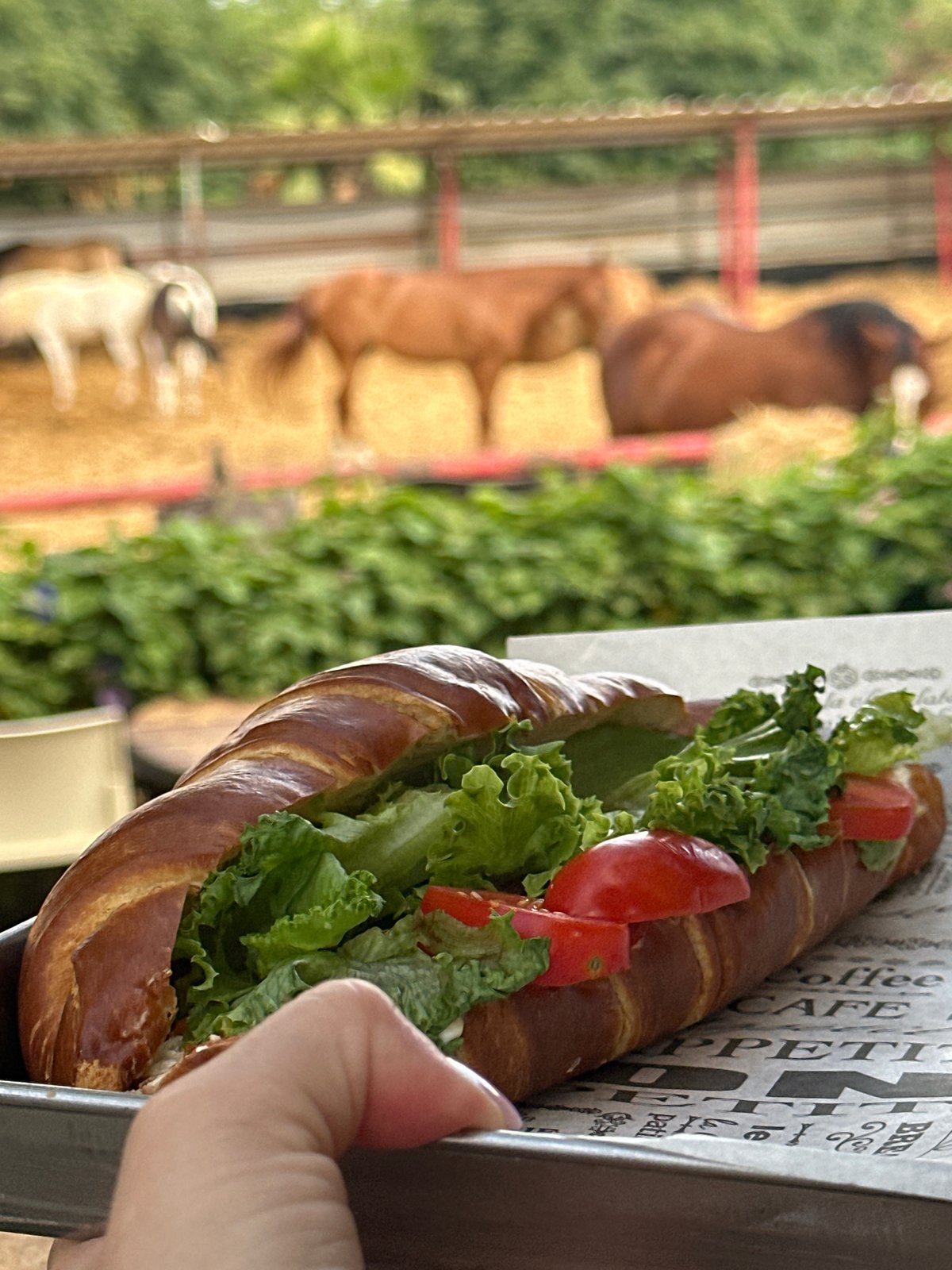 Morning at a Seday Hemed horse stable, gardens included
