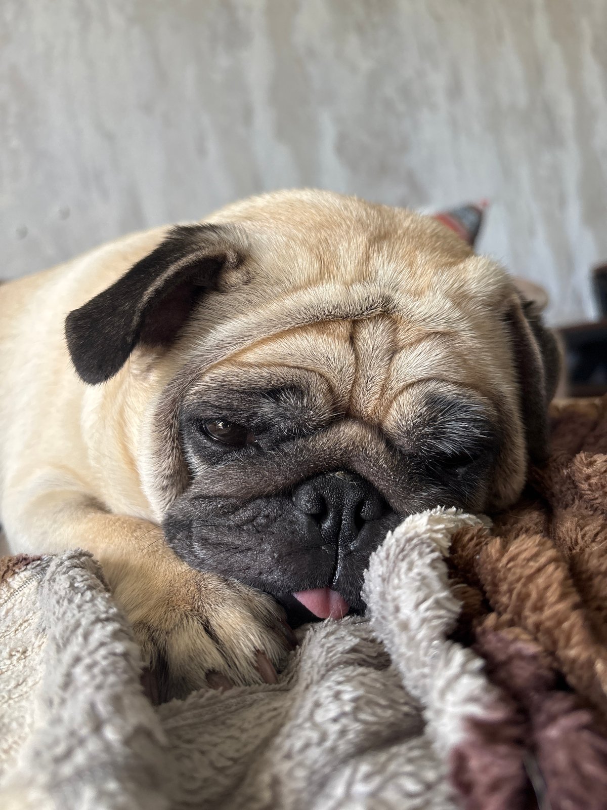 Domestic life documented in Sochi: pug, dolls, cooking, household moments