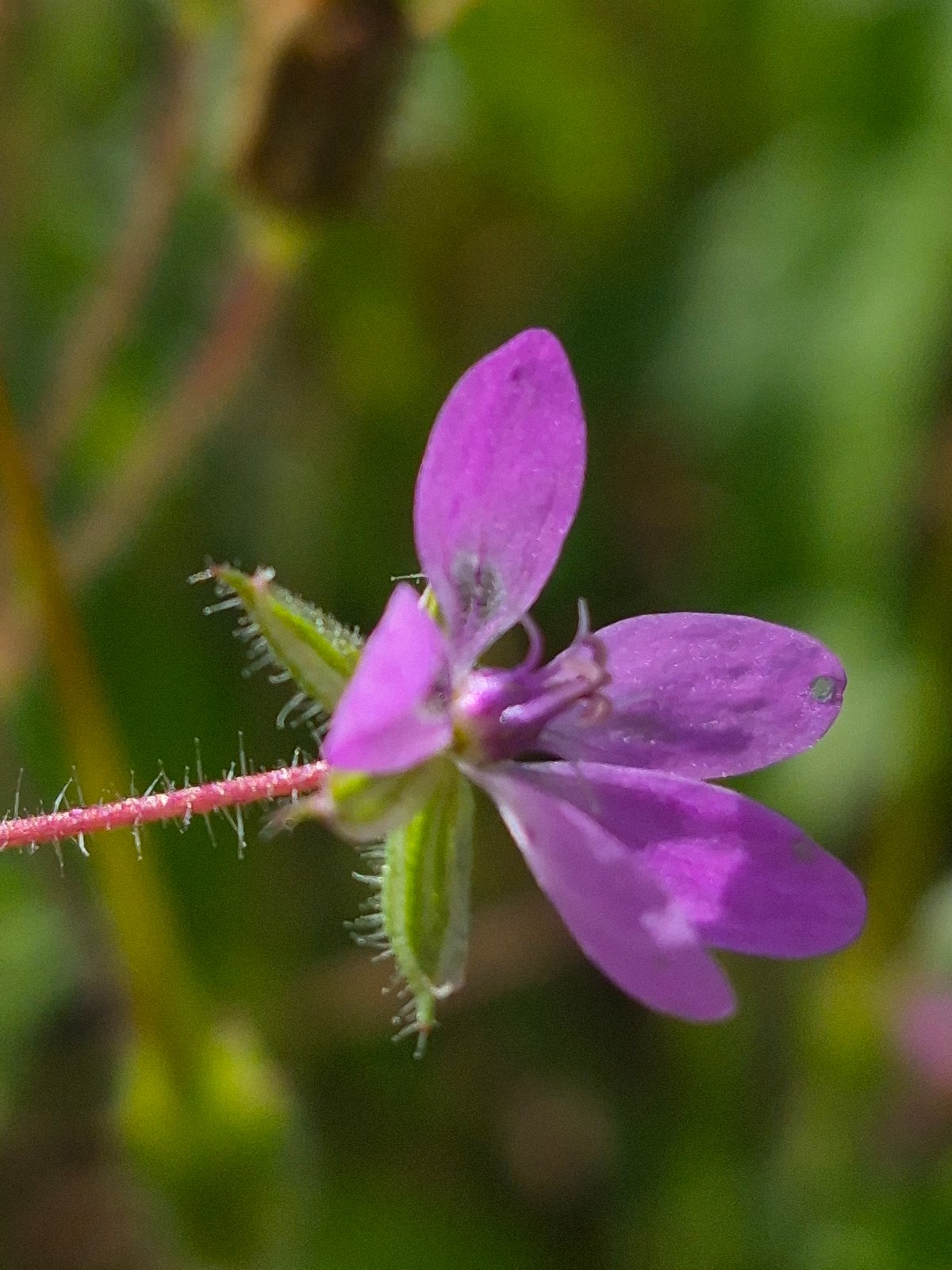 Macro wildflower and pollinator shots from rural Estonia