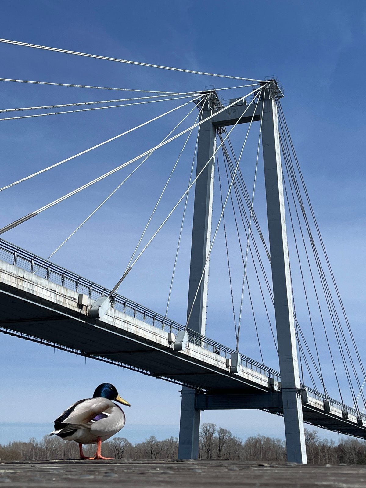 Morning duck sighting and cycling recorded near Krasnoyarsk bridge
