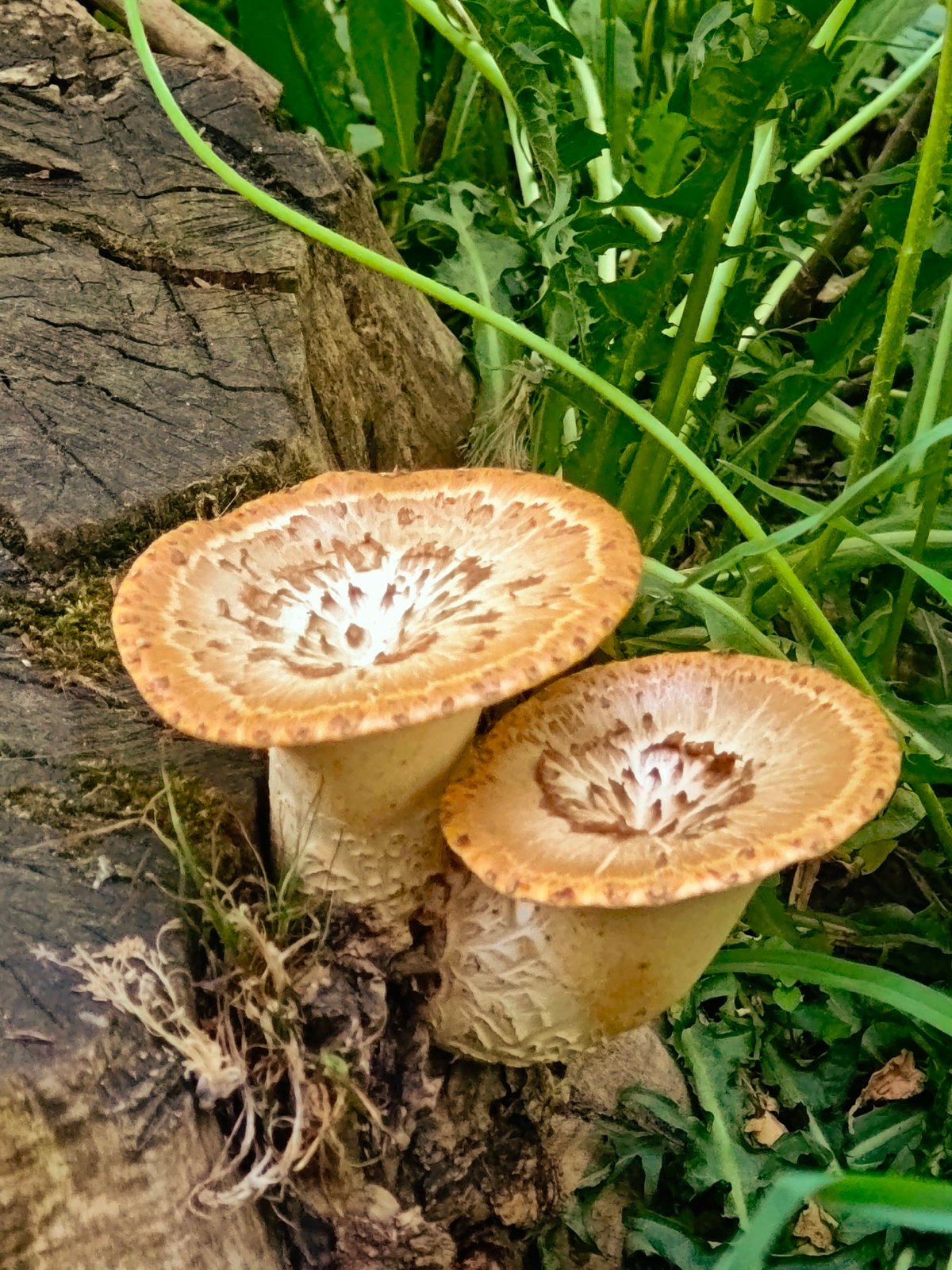 Dmitrov resident documents mushrooms and building entrance within minutes