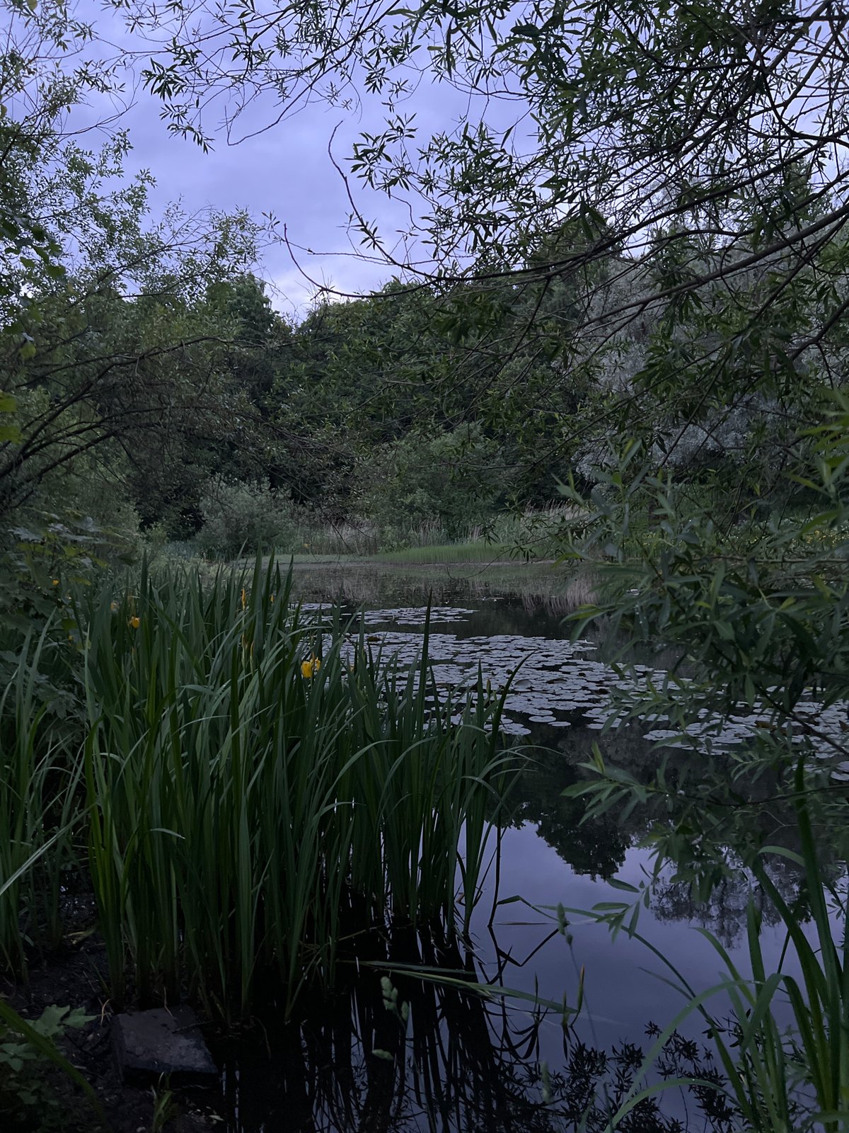 Evening walk documented through Saint Petersburg parks and waterways