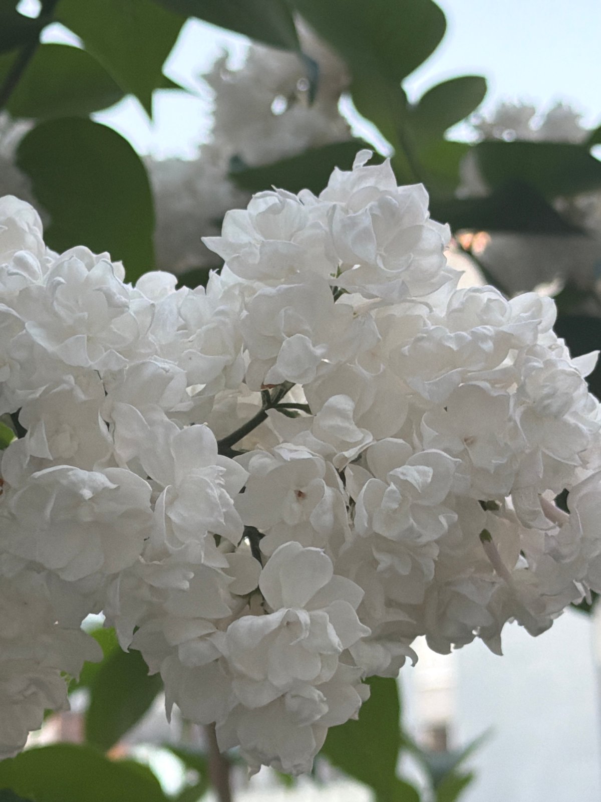 Saint Petersburg resident captures evening flowers and waterfront scenes