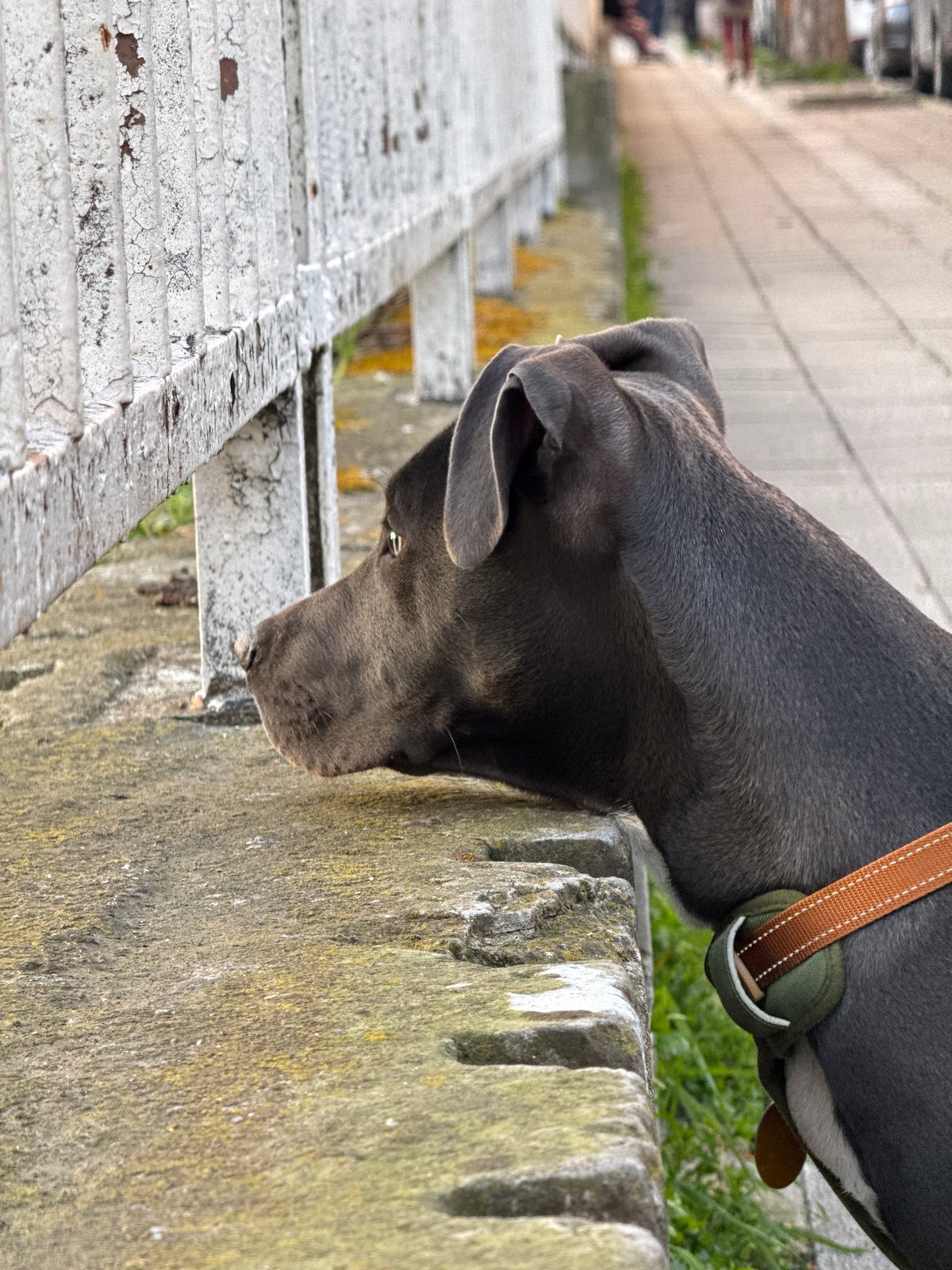 Dogs spotted in urban Varna setting