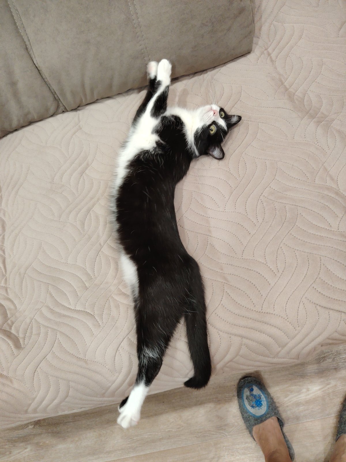 Tuxedo cat photographed in playful indoor poses on quilted bedding