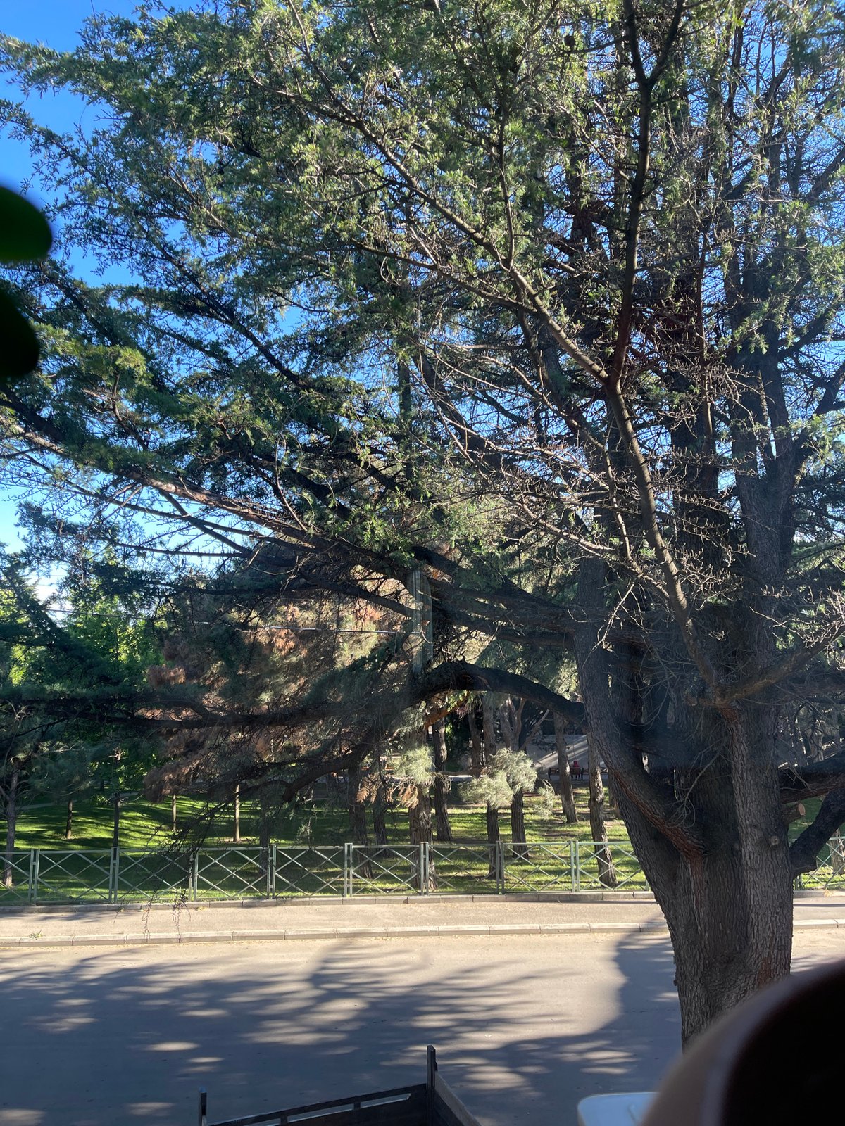Man photographed resting indoors near park view in Tbilisi