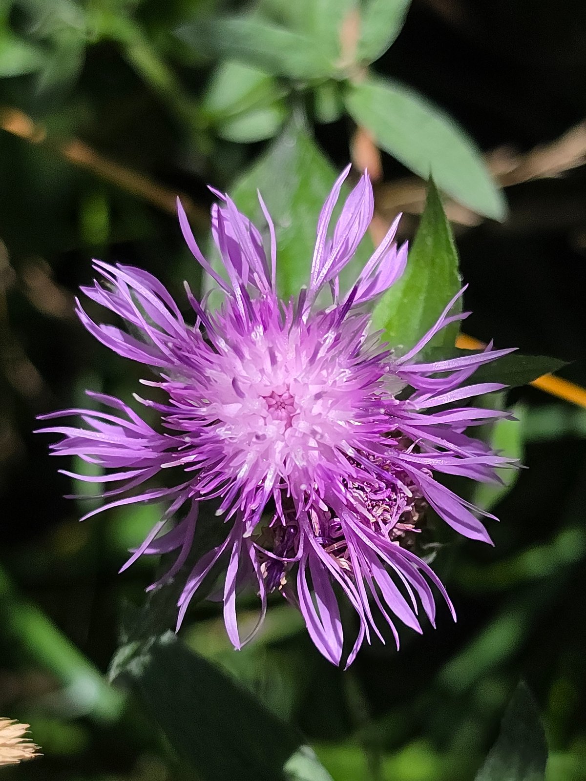 Wildflowers, wetlands, and forest details near Saint Petersburg