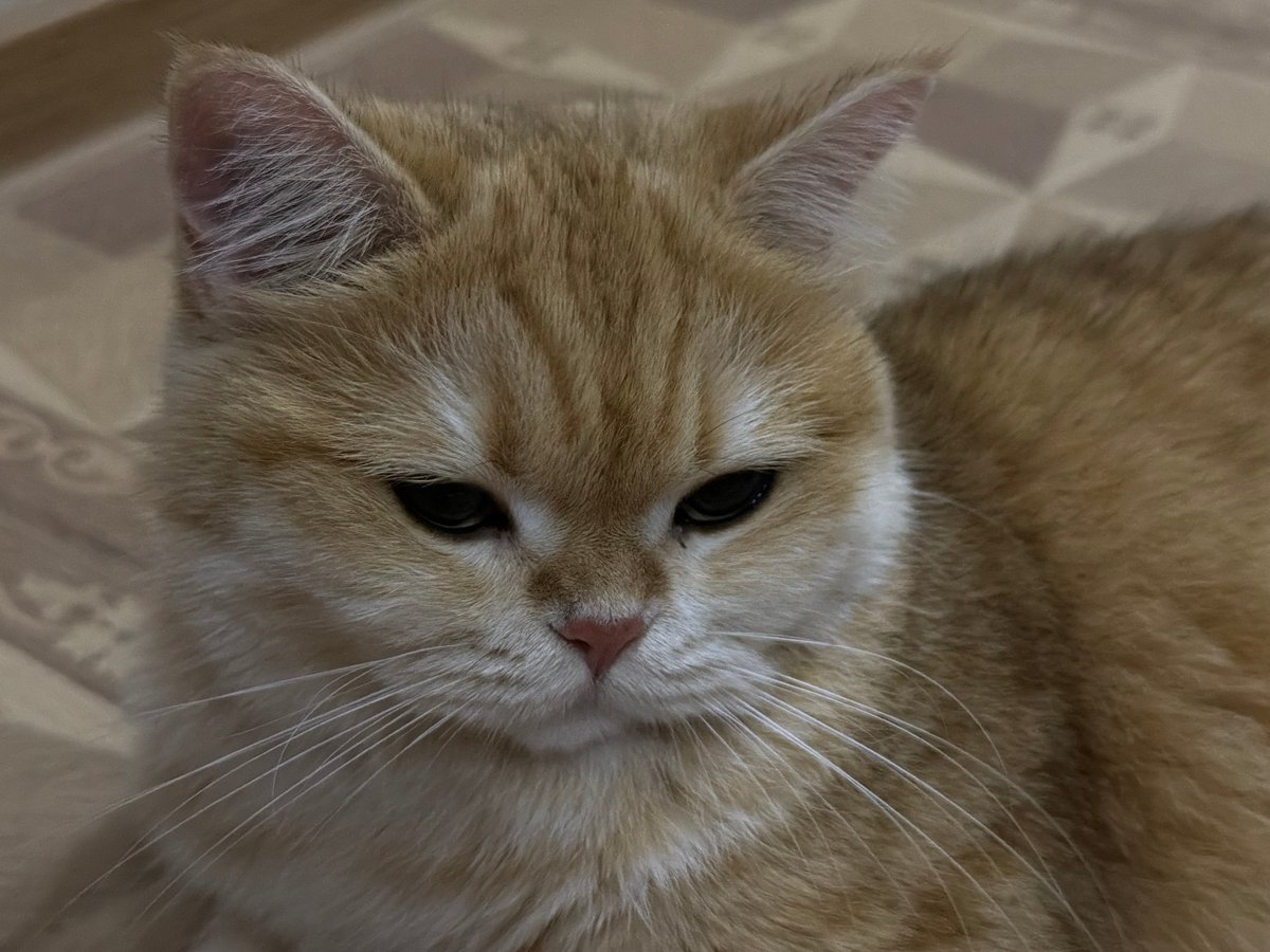 Ginger tabby cat relaxing among blankets and cushions