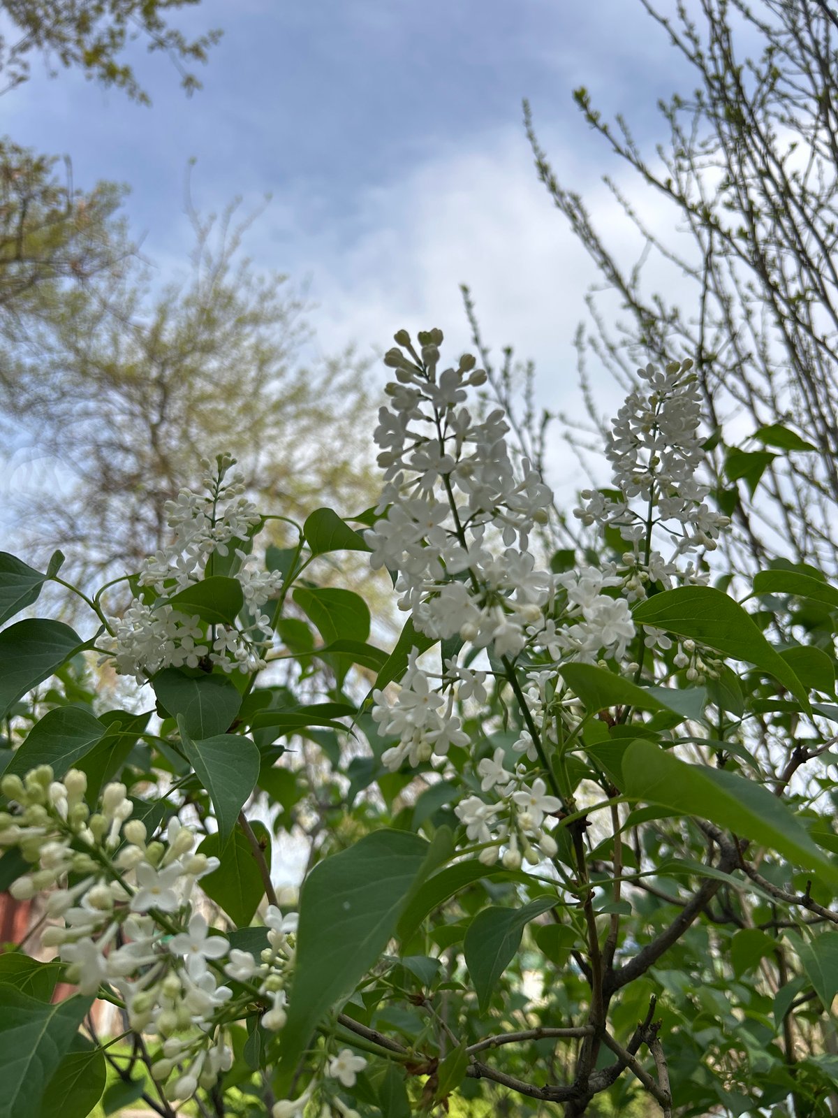 White lilac flowers bloom in Plovdiv, Bulgaria