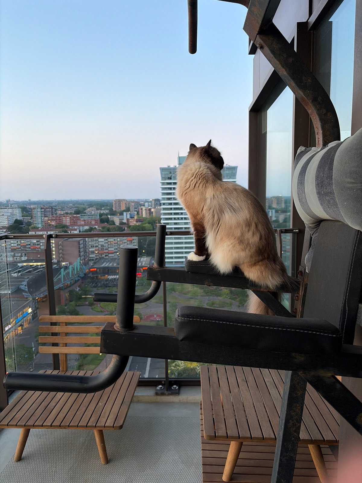 Cat enjoys sunset view from Rijswijk balcony