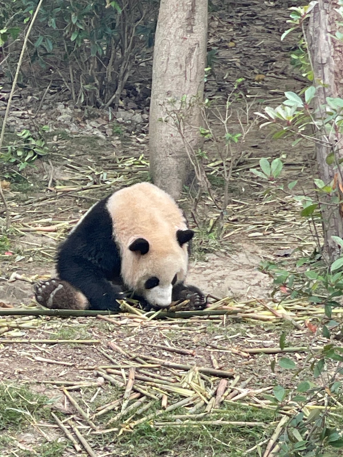 Pandas observed at research facility in Chenghua District, China