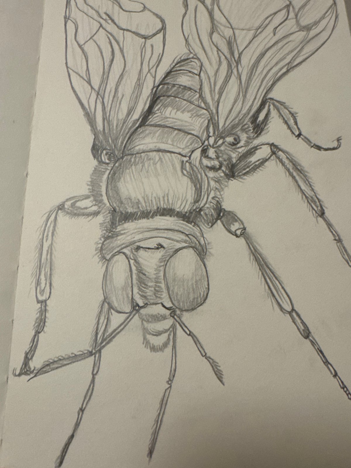 Artist documents fly through drawings and photography in Sofia