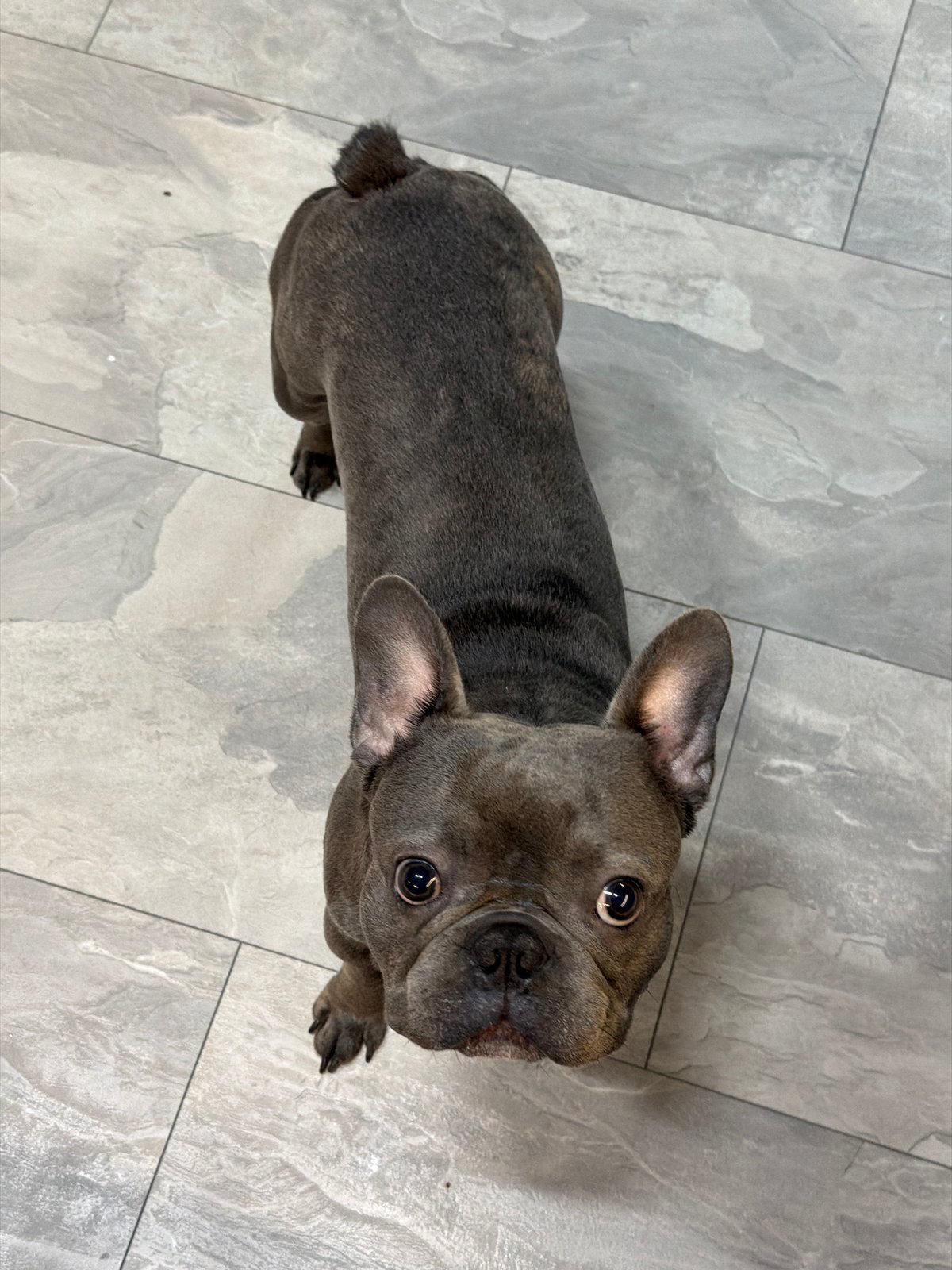 Home evening with French Bulldog in Ruse, Bulgaria