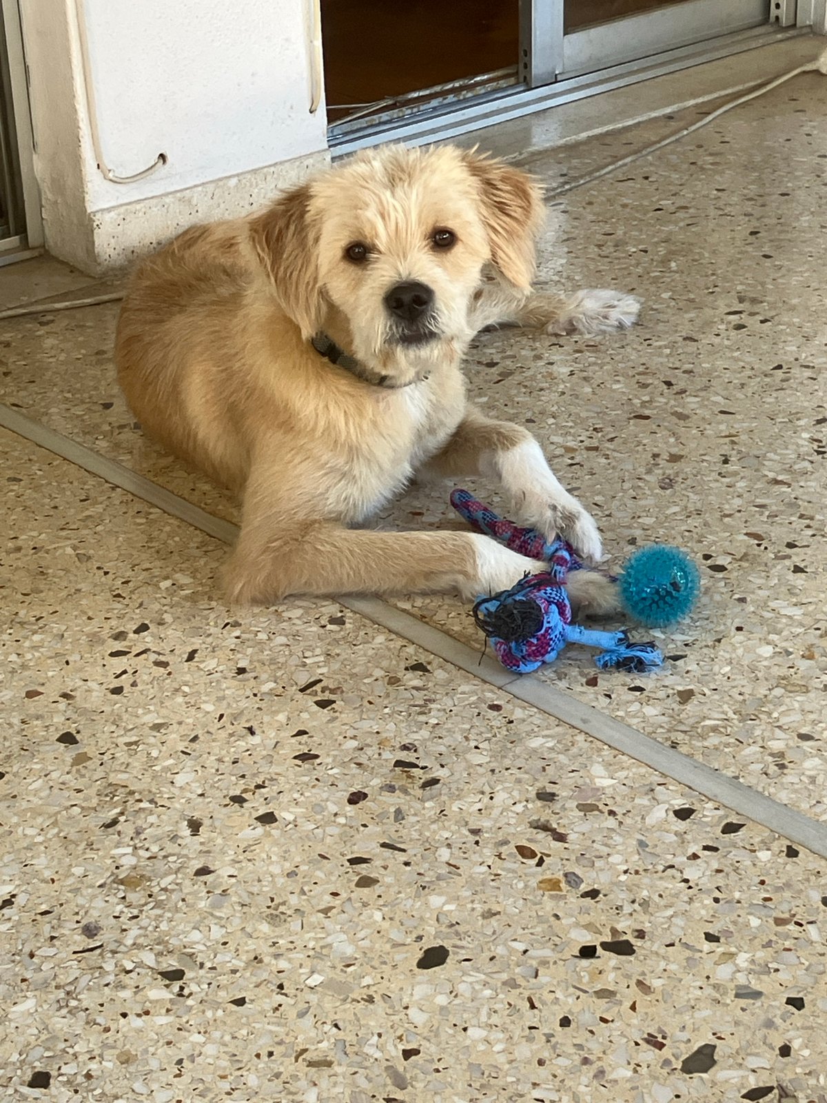 Shaggy dog lounging on terrazzo floor near sliding glass door