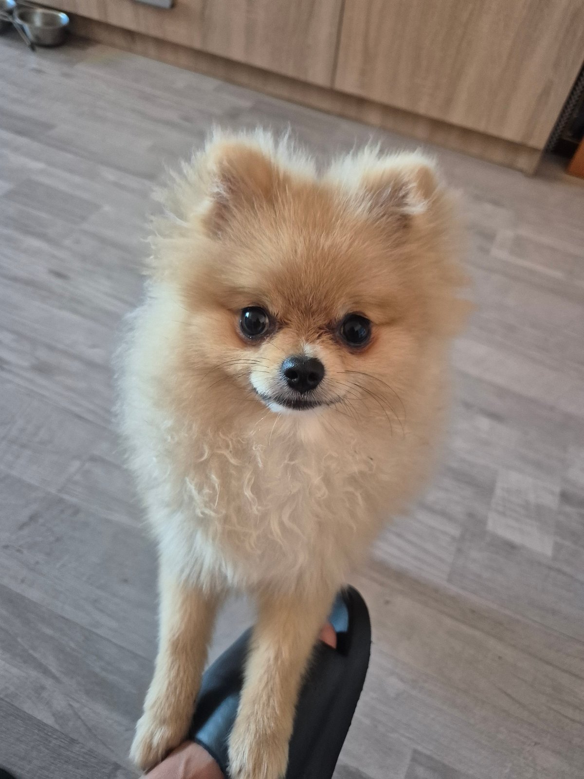 Pomeranian strikes a pose at home, tongue out and loving it