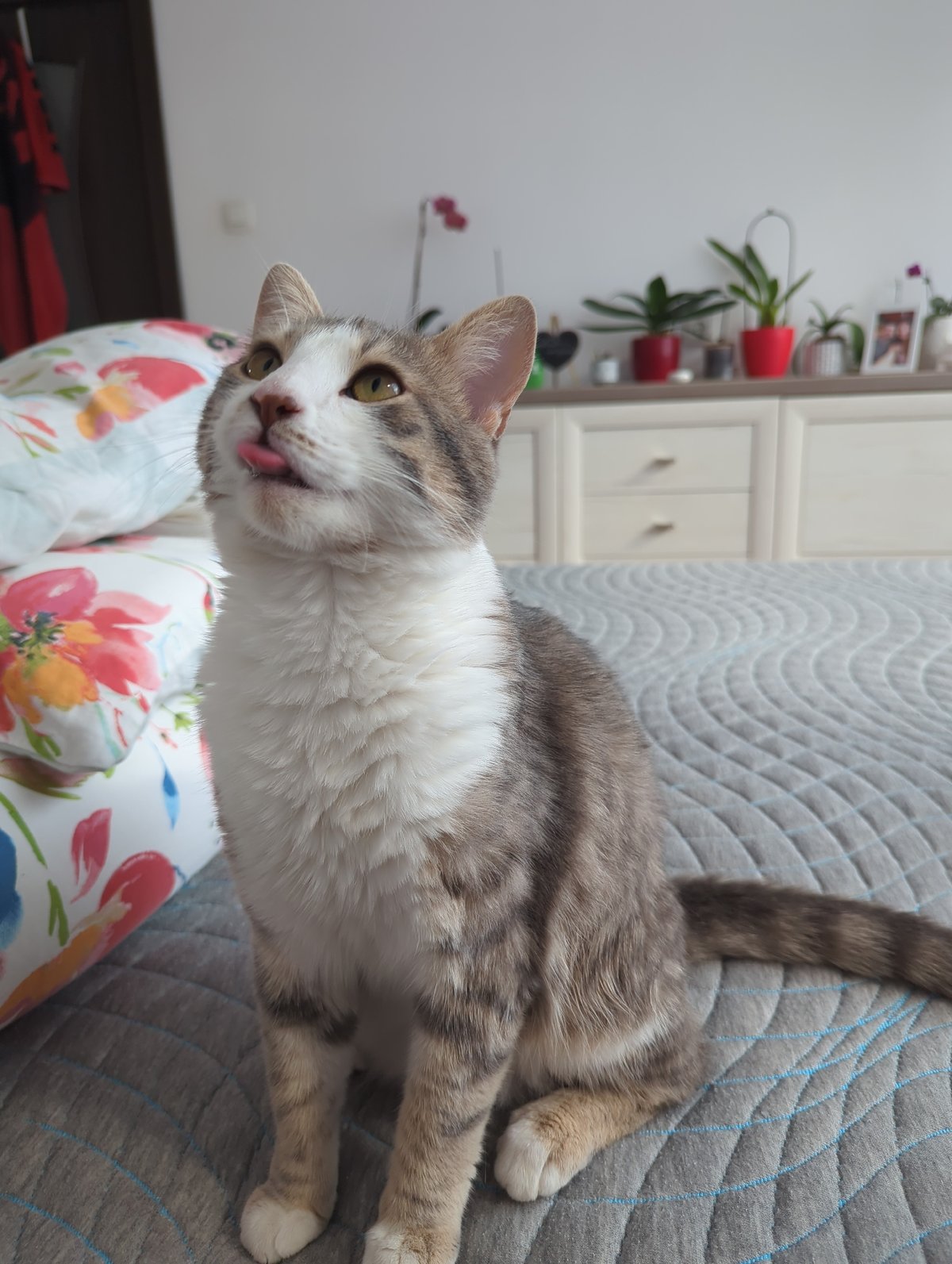 Quiet afternoon with cat, plants documented in Burgas home