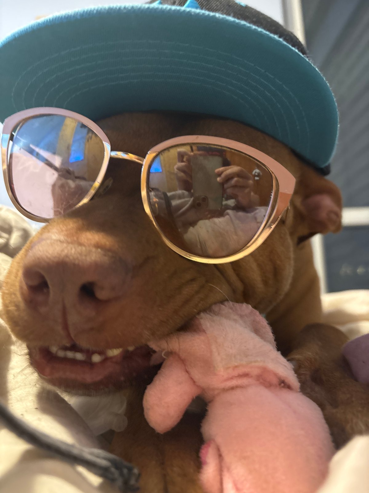 Dog spotted wearing sunglasses and baseball cap in Sofia