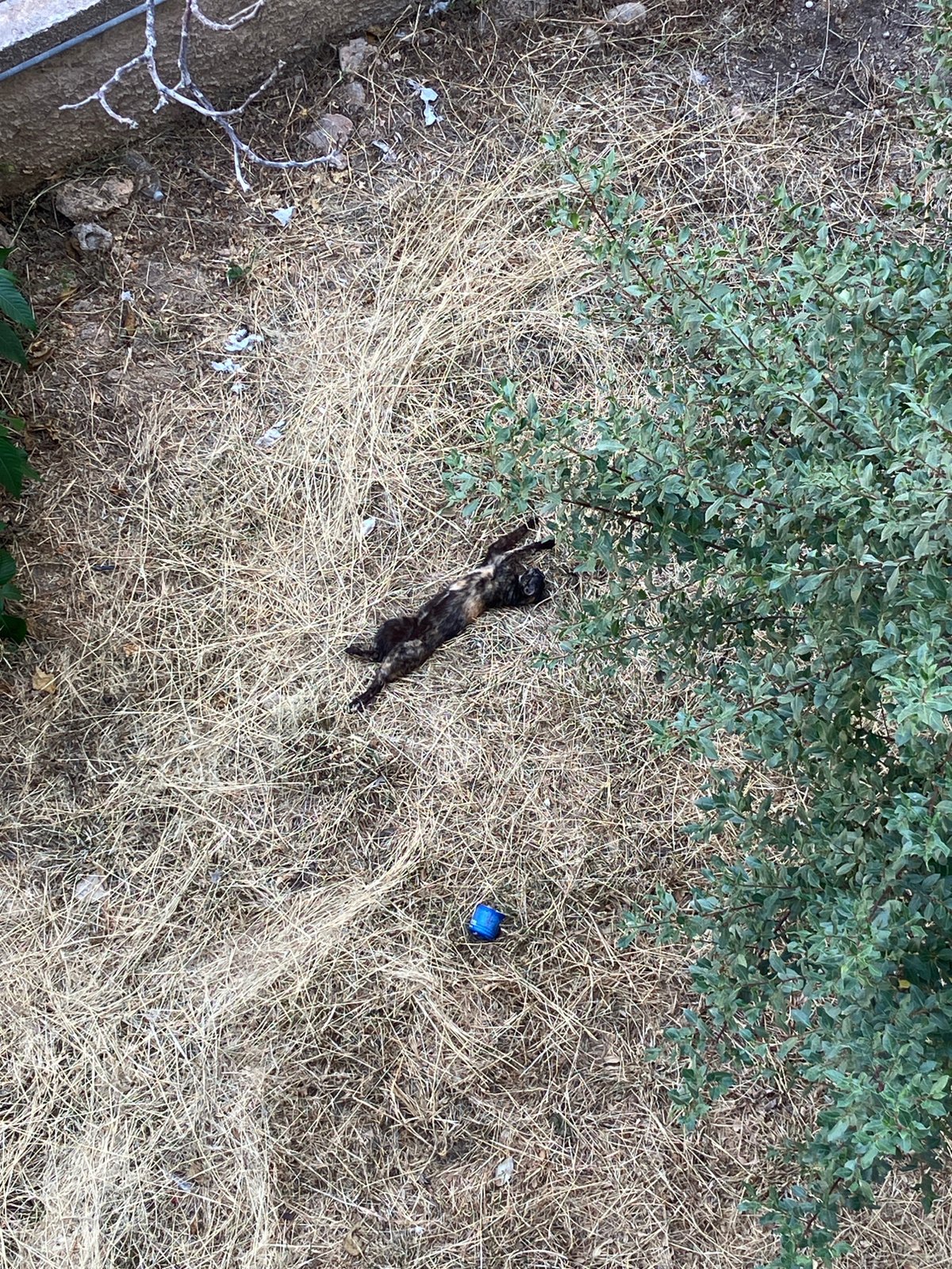 Cat lounges belly-up in dry grass beneath a tree
