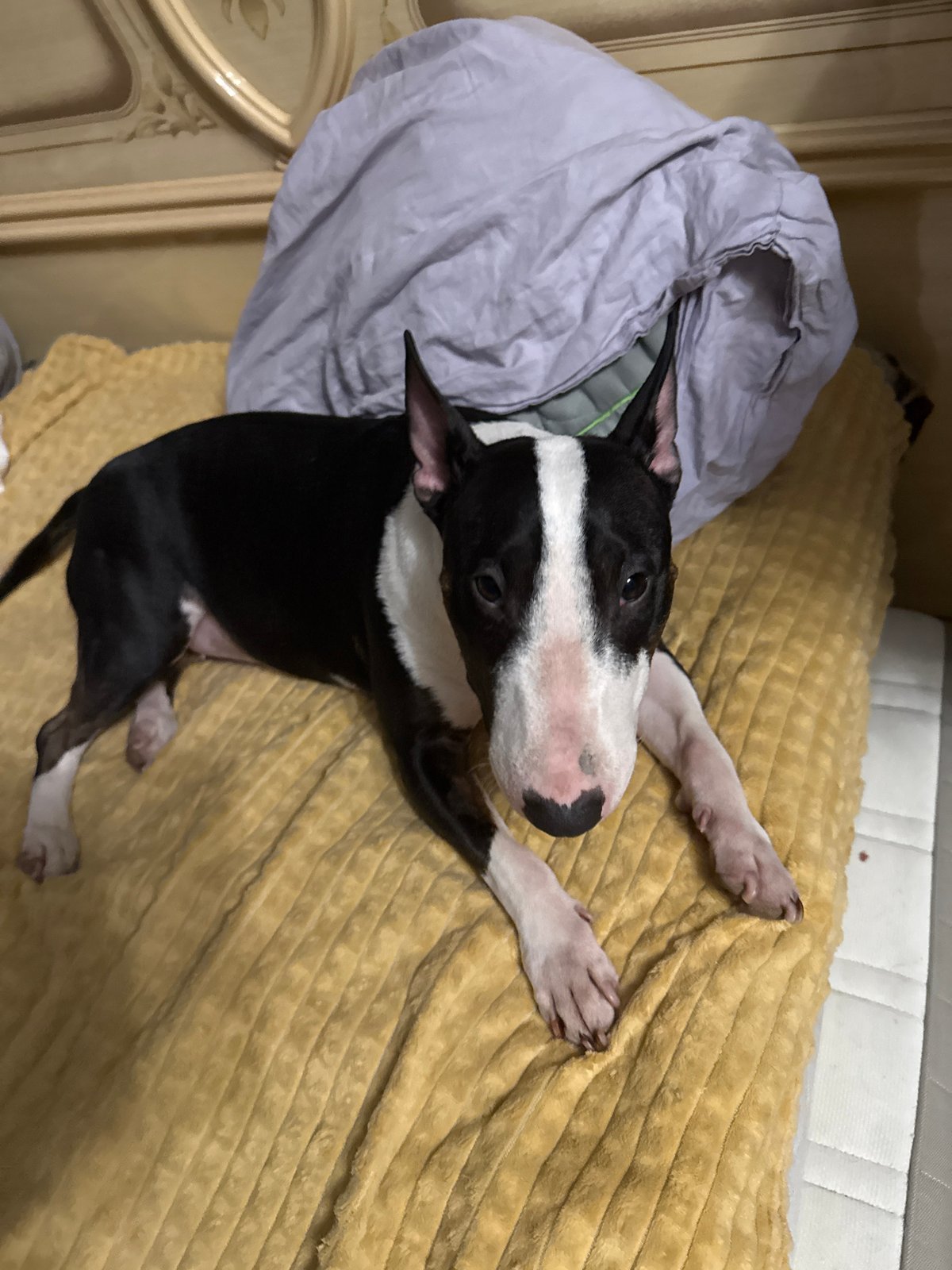 Bull terrier rests on yellow blanket in Moscow bedroom