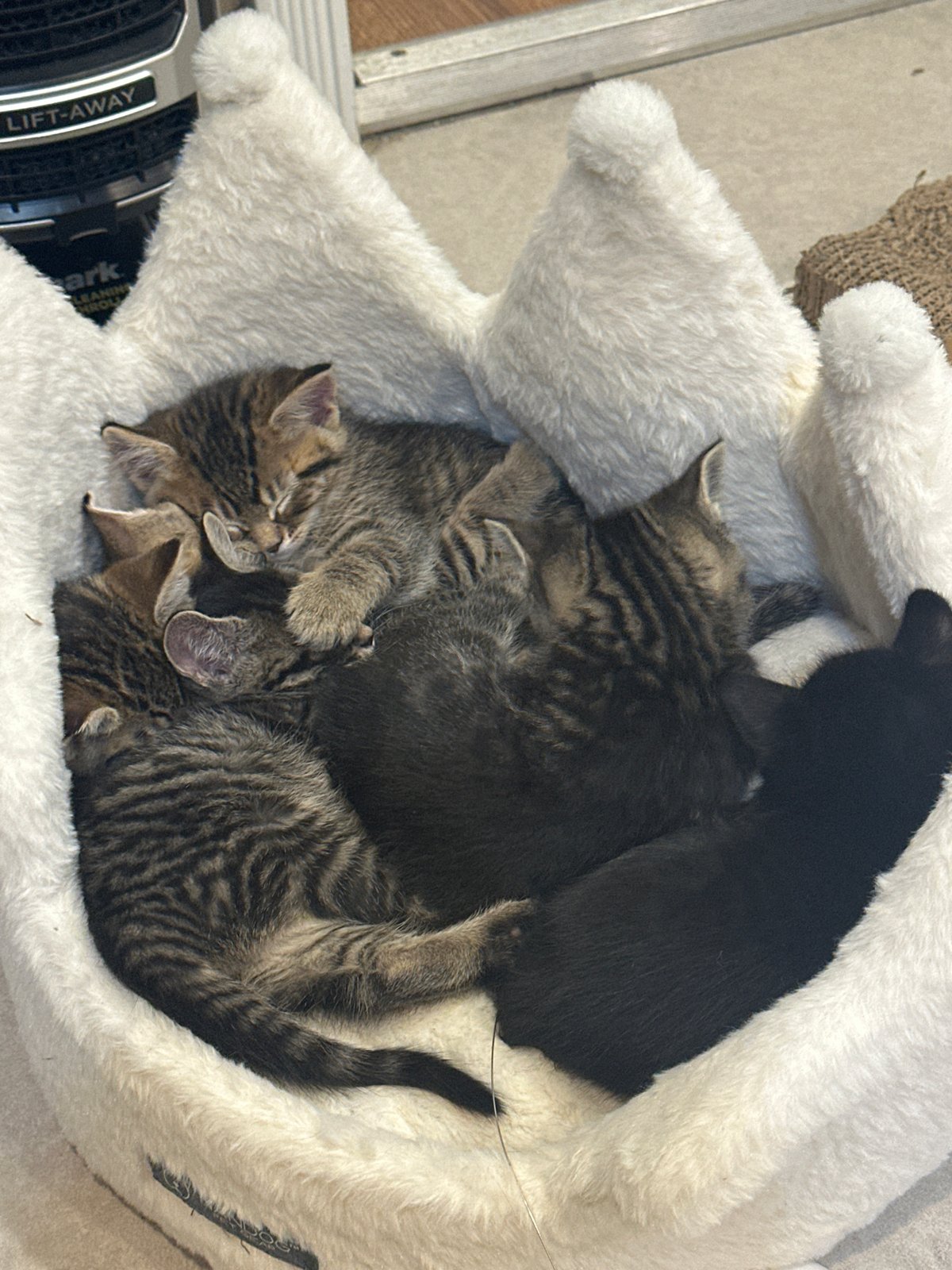 Kittens sleep peacefully together in fluffy bed, Coquitlam