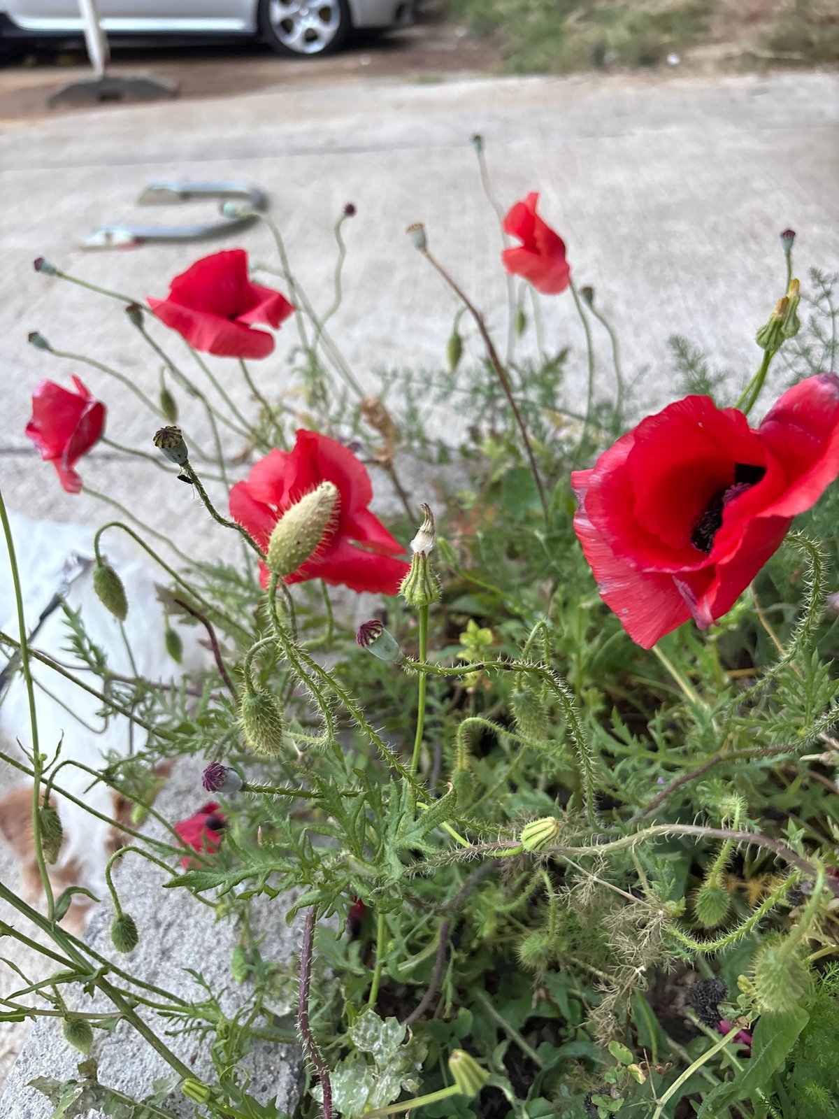 Red poppies bloom across Montenegro coastal region