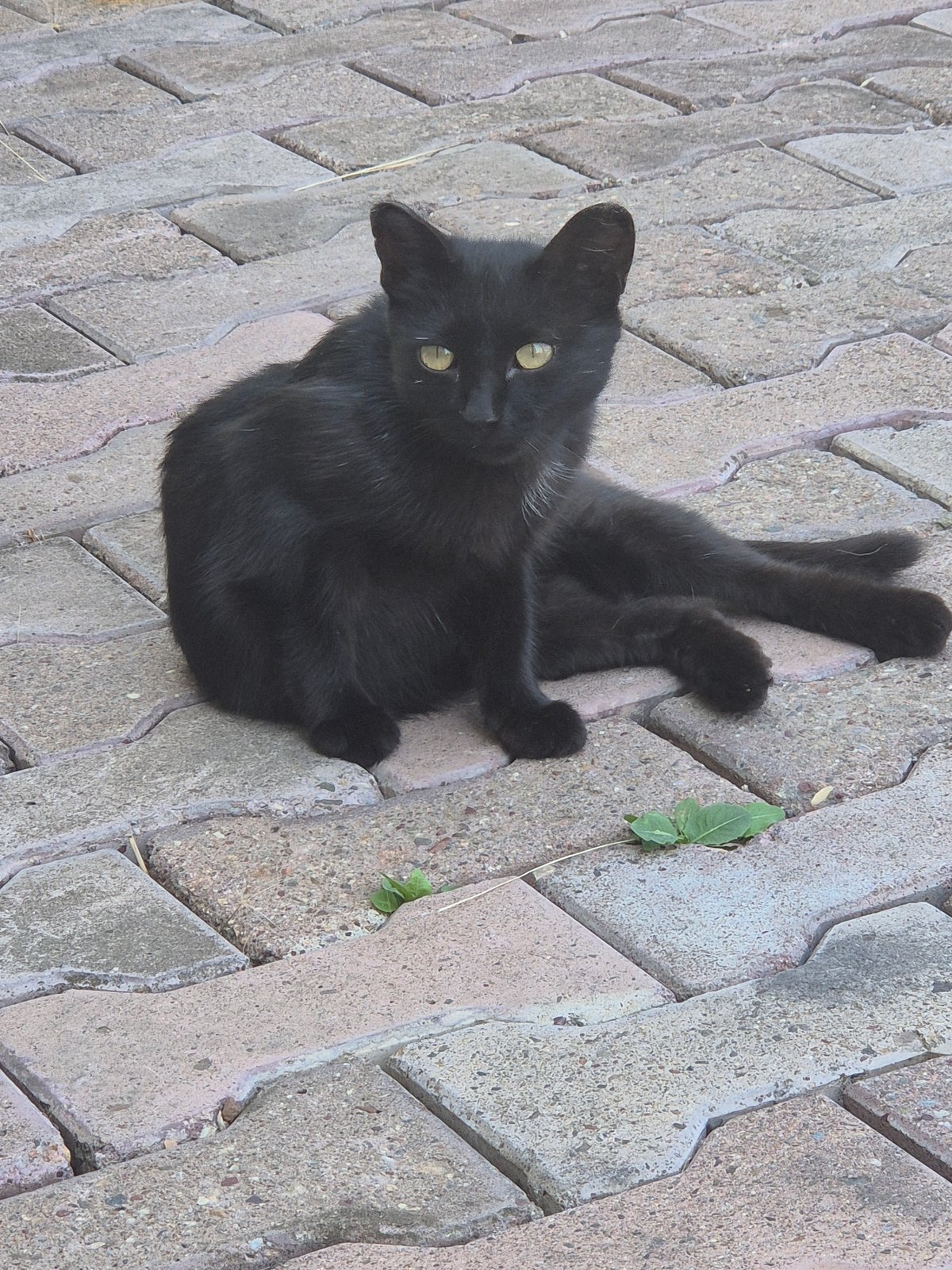 Lazy summer morning at a Kazakhstani home, cats and all.