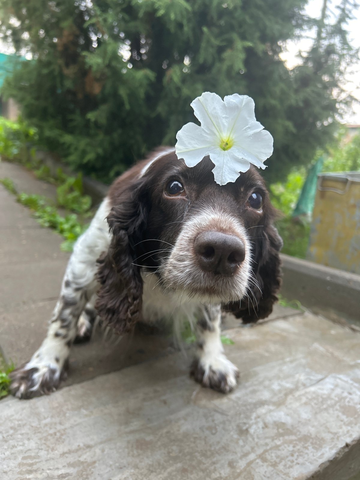 Springer Spaniel wearing a flower, photographed up close in Russia