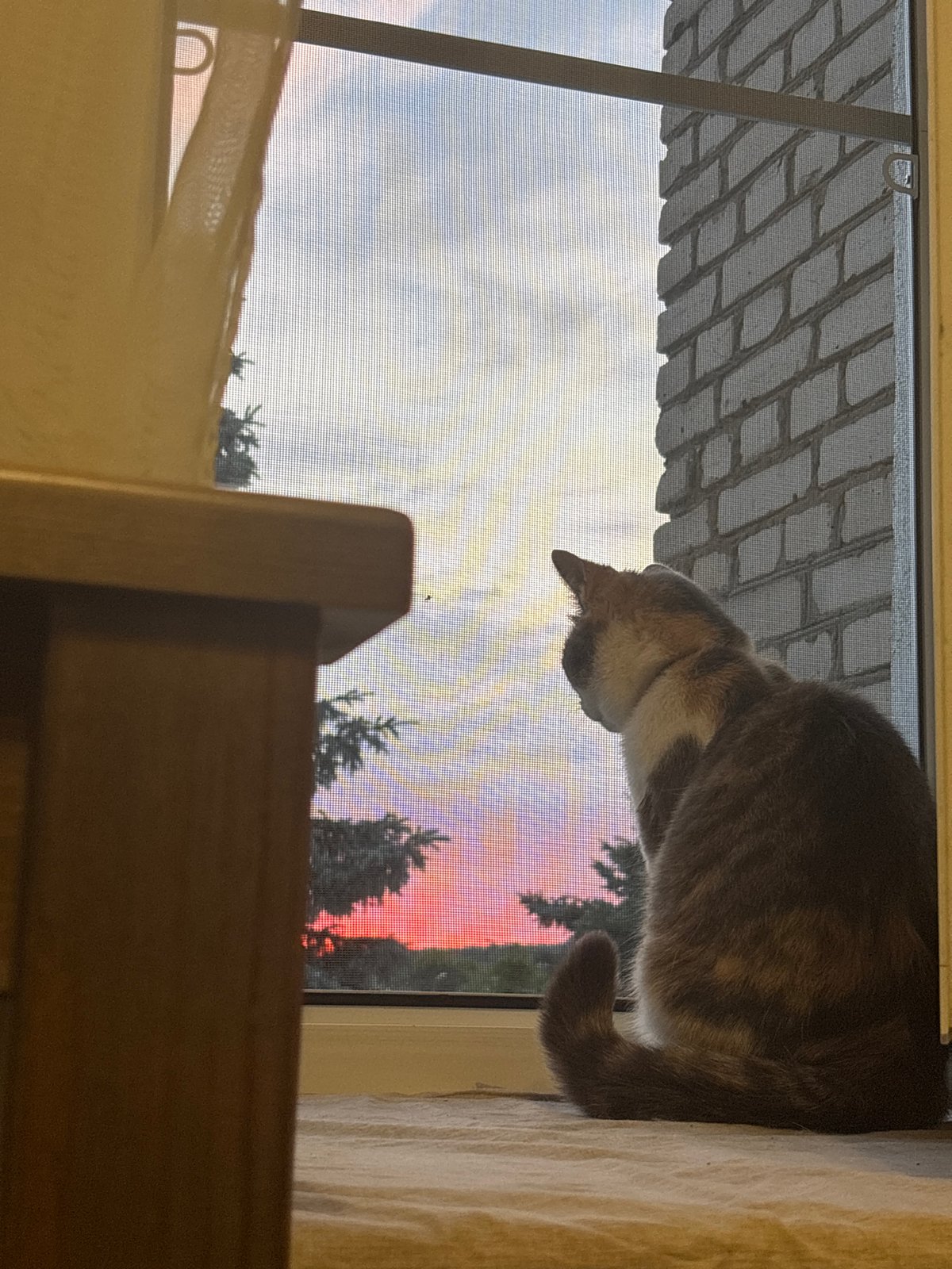 Cats, a hamster, and a sunset in a Balabanovo apartment