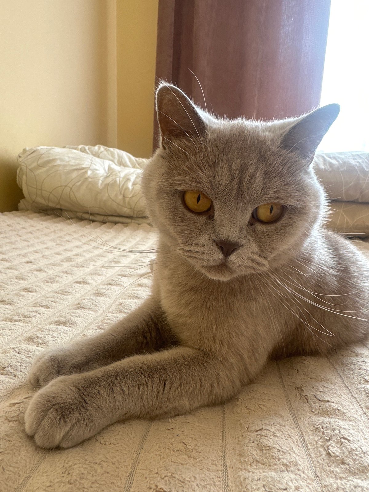British Shorthair cat chilling on a beige blanket in Ternopil
