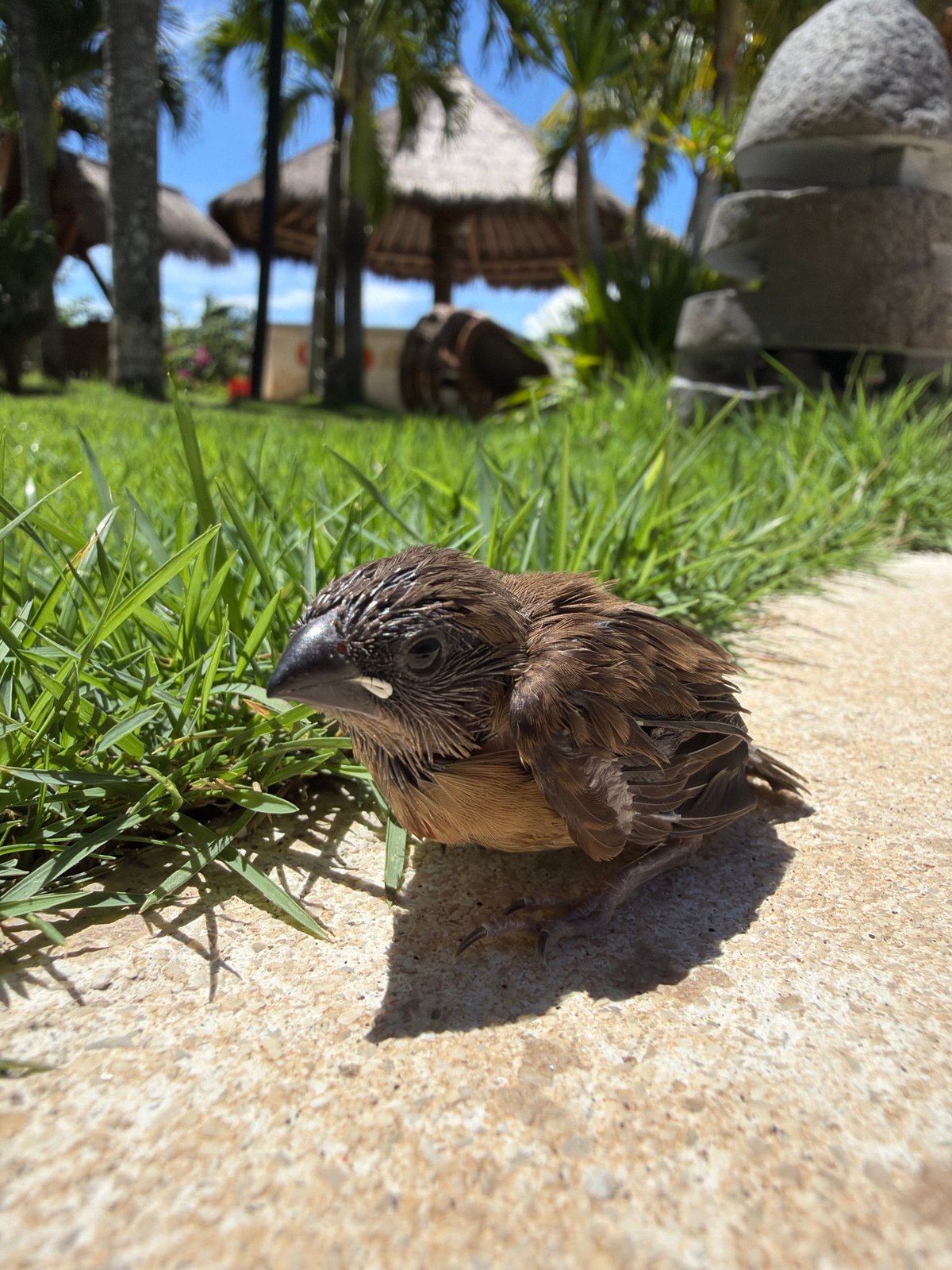 Wet fledgling bird spotted on concrete path in Nusa Penida