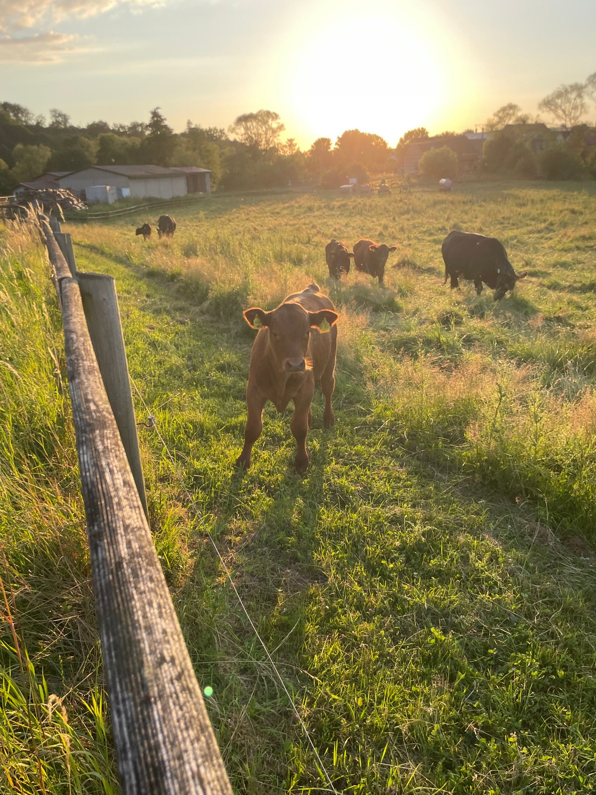 Summer sunset in rural Neukirchen, cows grazing, quiet details